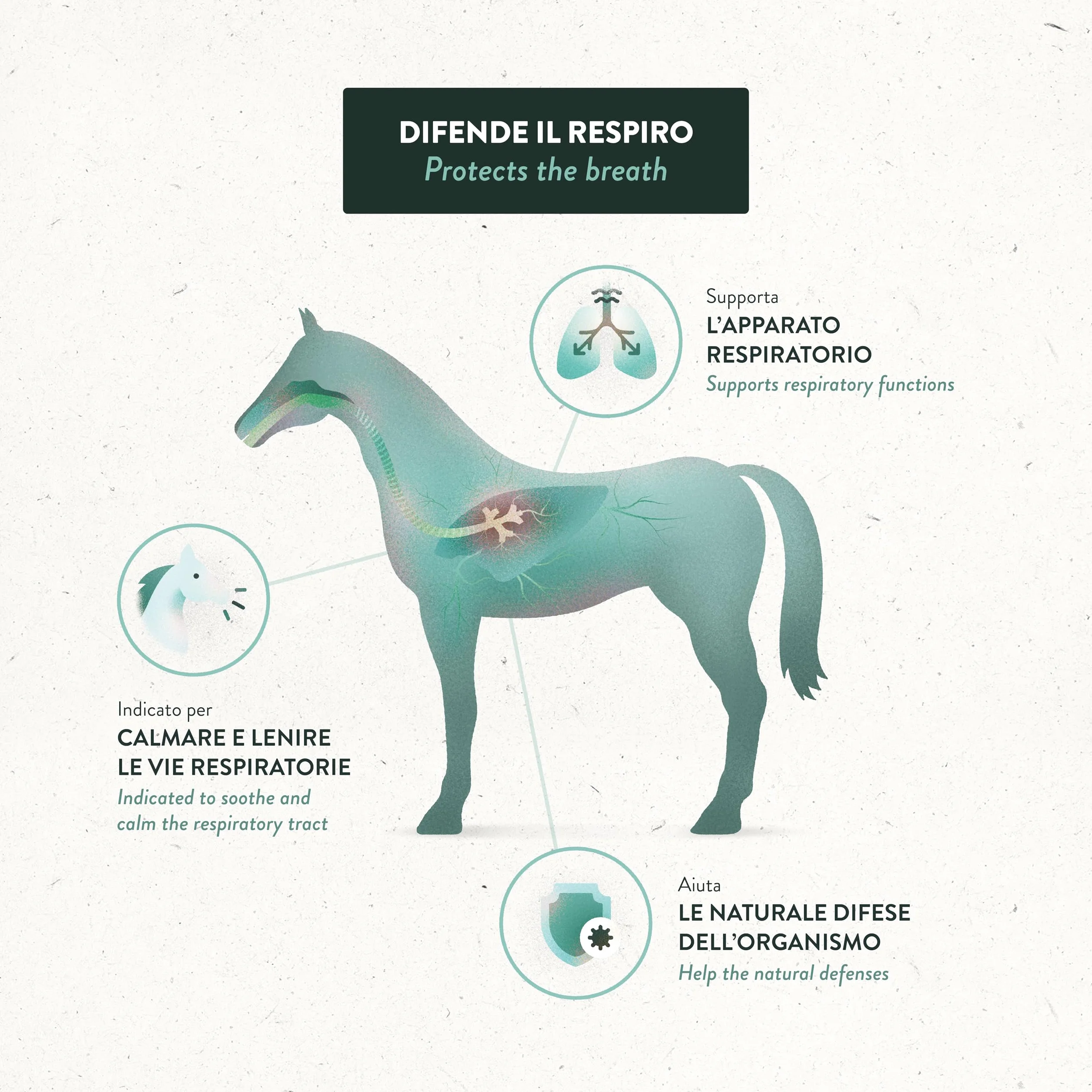 Guidolin Horses Equibar Respirity Barretta Funzionale per il Supporto dell'Apparato Respiratorio del Cavallo 100% Naturale Doping Free 600g per Cavalli