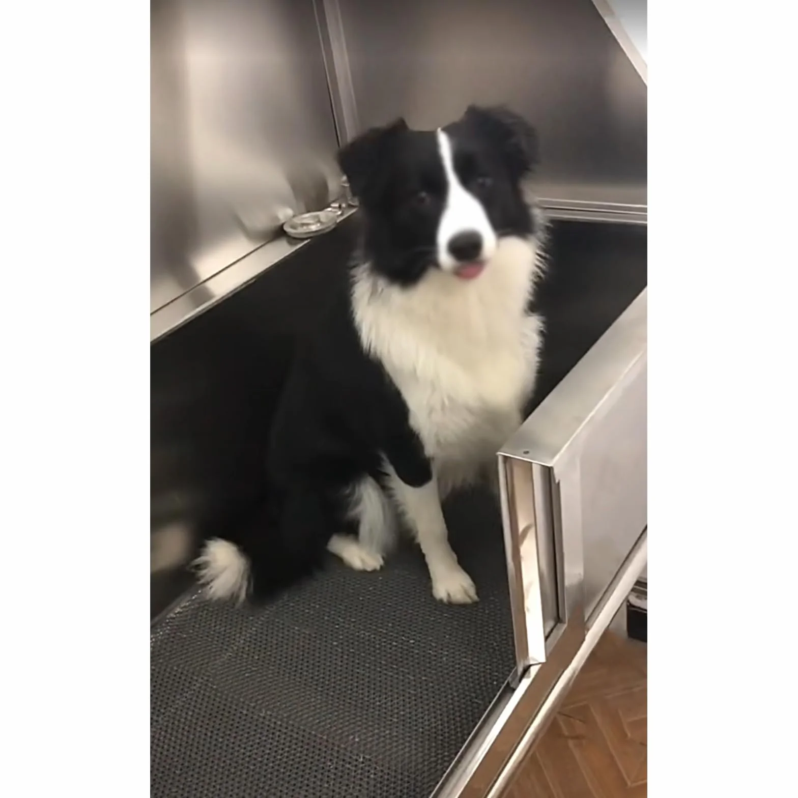 Vasca per la toelettatura del cane in acciaio inossidabile Stazione di lavaggio professionale per animali domestici - Stazione di lavaggio per cani con porta sinistra Vasca da doccia per cani Vas