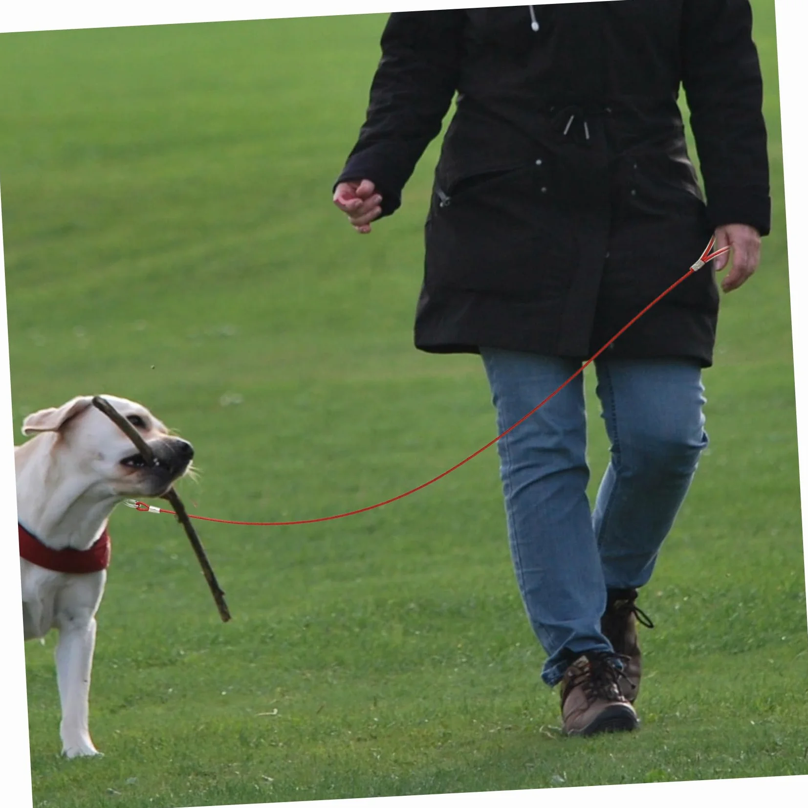 INOOMP 4pezzi Guinzaglio Per Cani Acciaio Inossidabile Resistente Ai Morsi Per Passeggiate e Attività All Aperto Design Elegante e Leggero