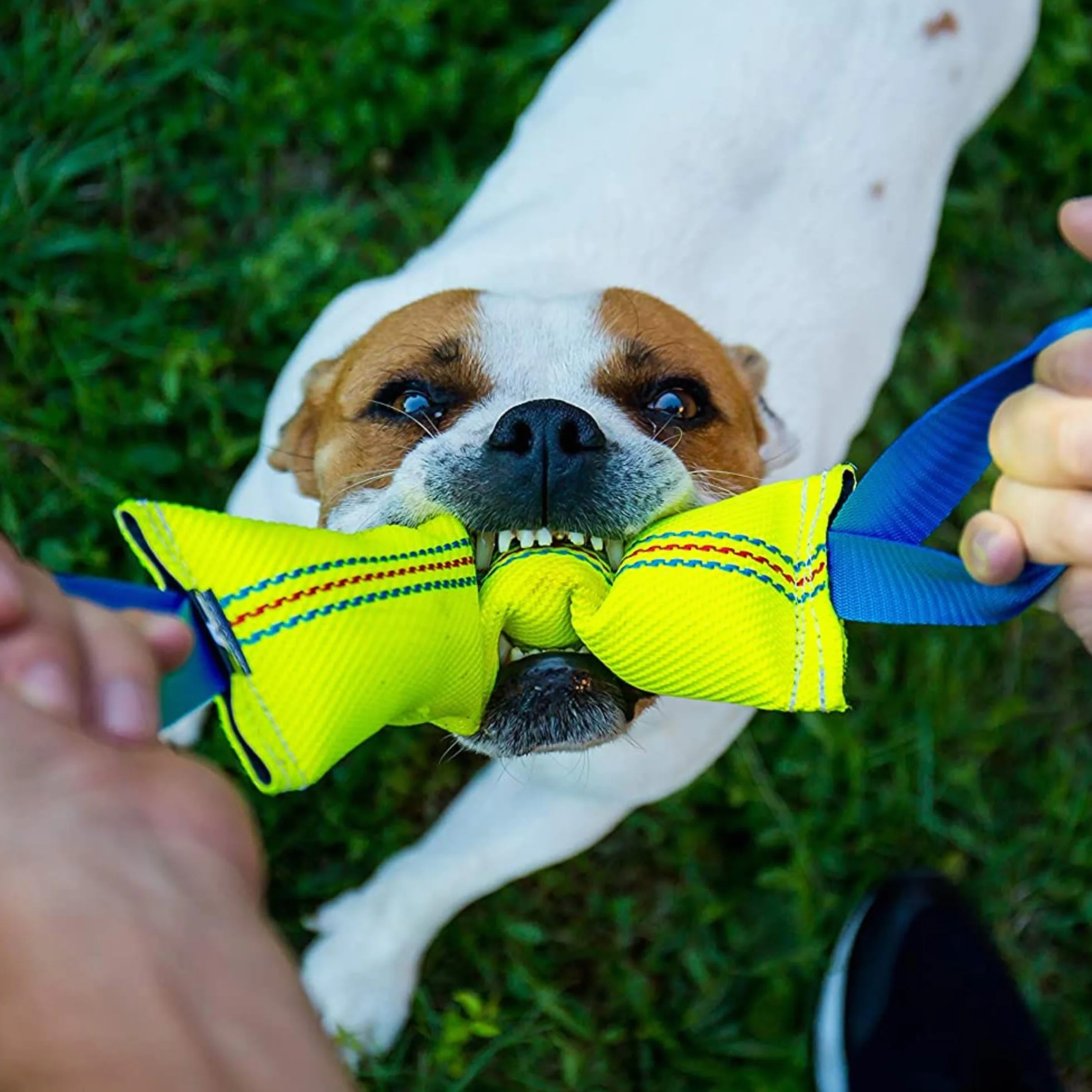 Bull Fit Manicotto per Cani 2 pezzi, con Cuciture Esterne, con due Fiocchi - Duraturo, fatta a mano in manichetta antincendio - per l'addestramento o per il gioco