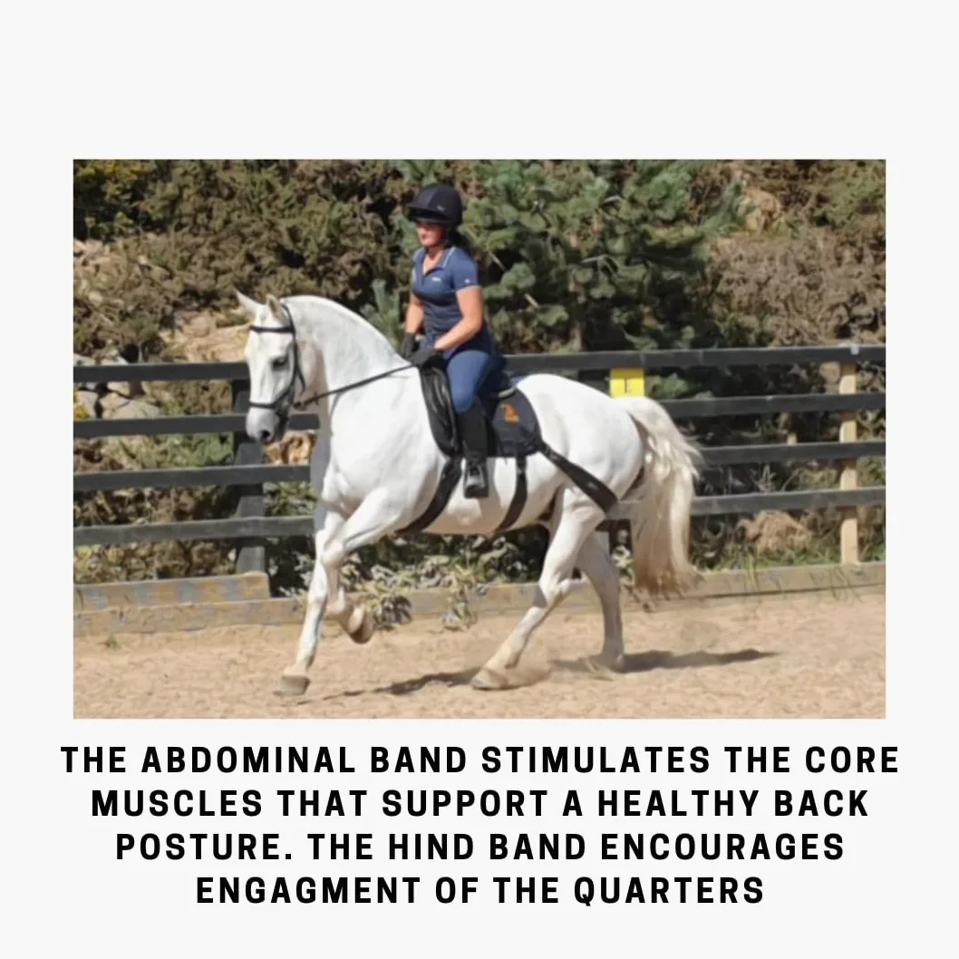 Equine Band System – Dressage Core Conditioner Training Aiuto per cavalli con fasce fisioterapiche professionali e sottosella dressage Equine Balance Bands.
