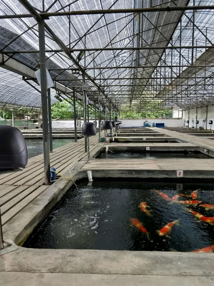 10L Pond Fish Feeder, Mangiatoia automatica laghetto, Distributore cibo per pesci per vacanze e clima caldo o freddo