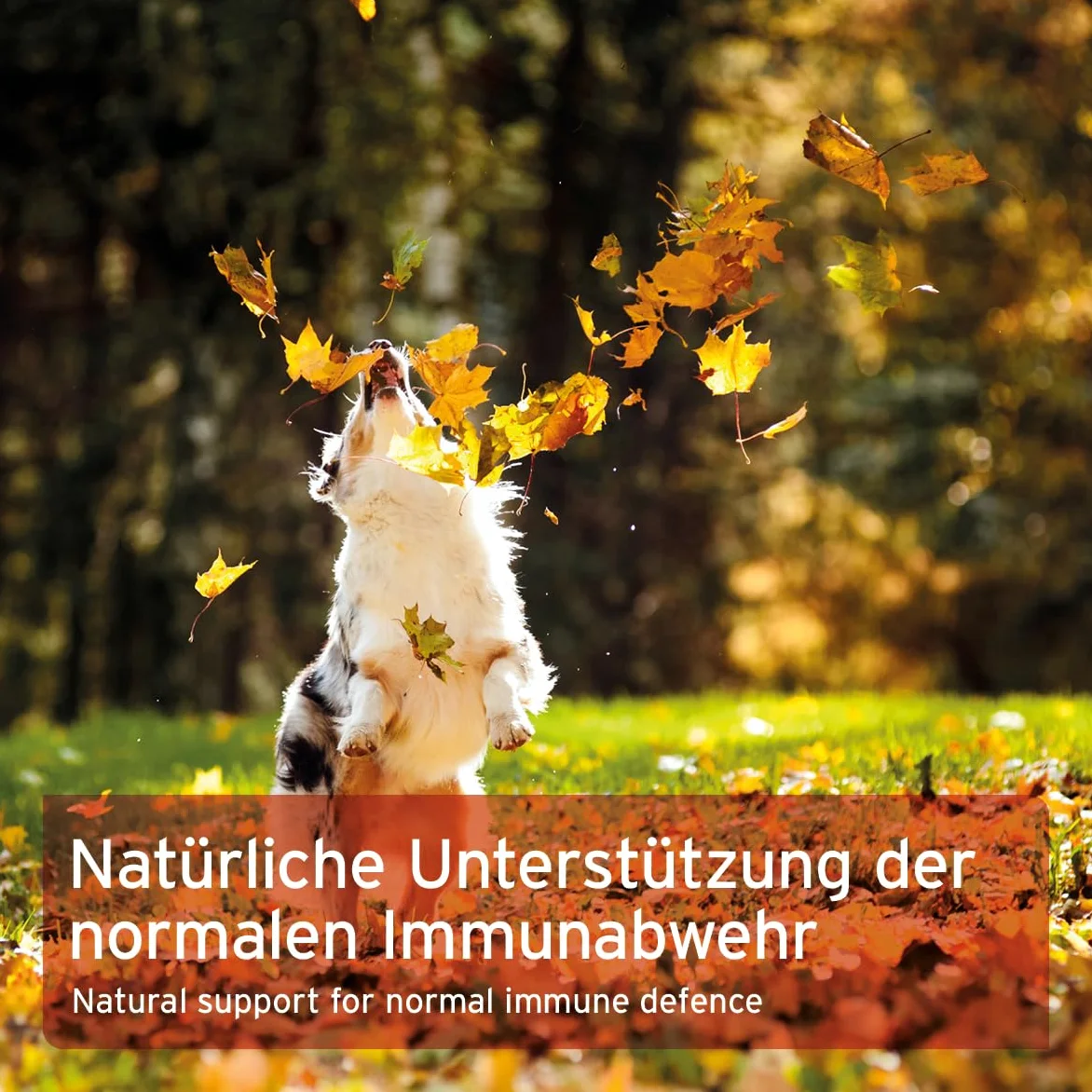 AniForte Premium Colostro per cani e gatti 100g di polvere - Primo latte naturale, supporta il sistema immunitario e il tratto gastrointestinale, immunoglobulina G in qualità alimentare, colostro