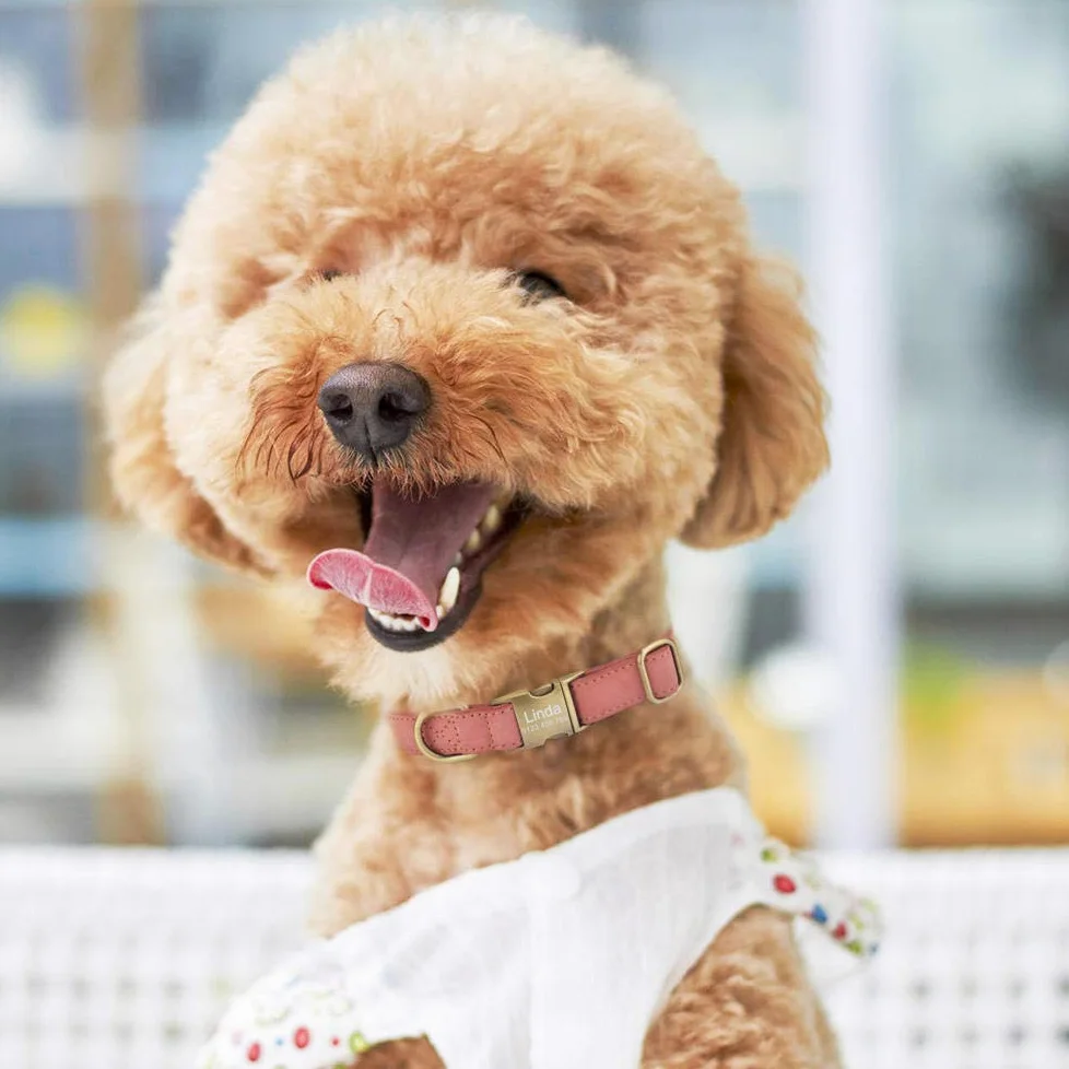 Collare per Cane in Pelle con Nome Personalizzato per Cucciolo, Fibbia per Ragazza Ragazzo con Incisione Personalizzata SL-Blue_L_ (36-55_cm)