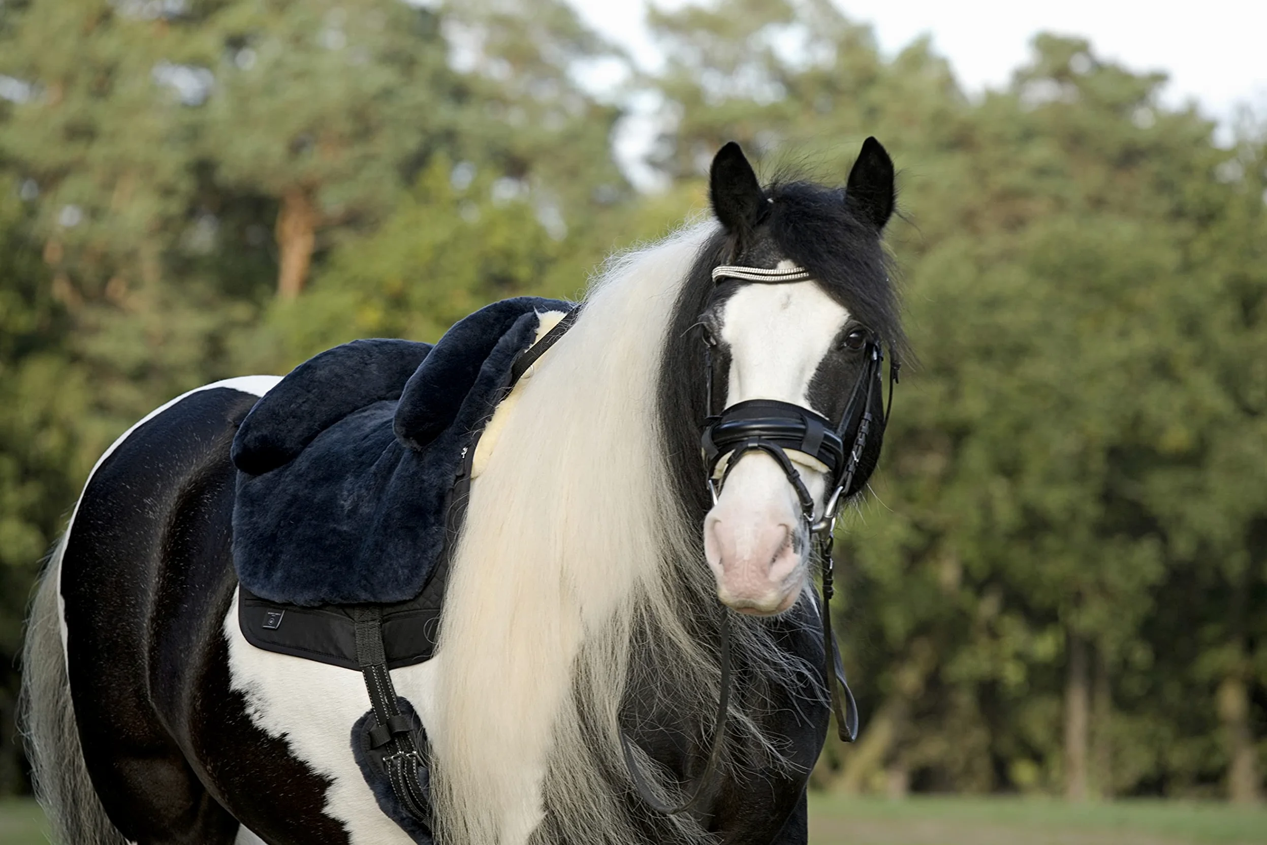Sella per cavallo Fellsattel IBERICA Plus di CHRIST – sella spagnola in pelliccia di agnello (treeless) – misura: Pony in antracite