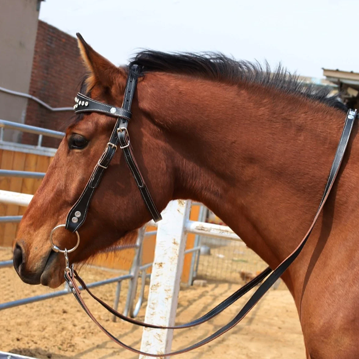 Briglia per cavalli Western in pelle di vacchetta - Testiera per cavalli Western - Attrezzatura equestre - Briglia Hobby(black,M)