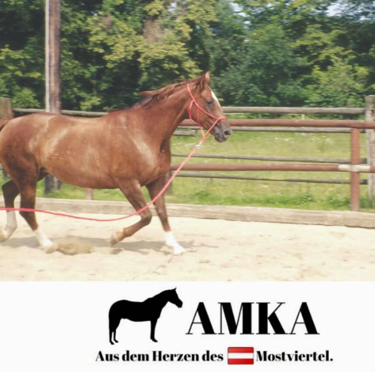 AMKA - Corda per pavimento in cotone + scacciatoia in pelle naturale, 7 m, con corda western Bull Snap