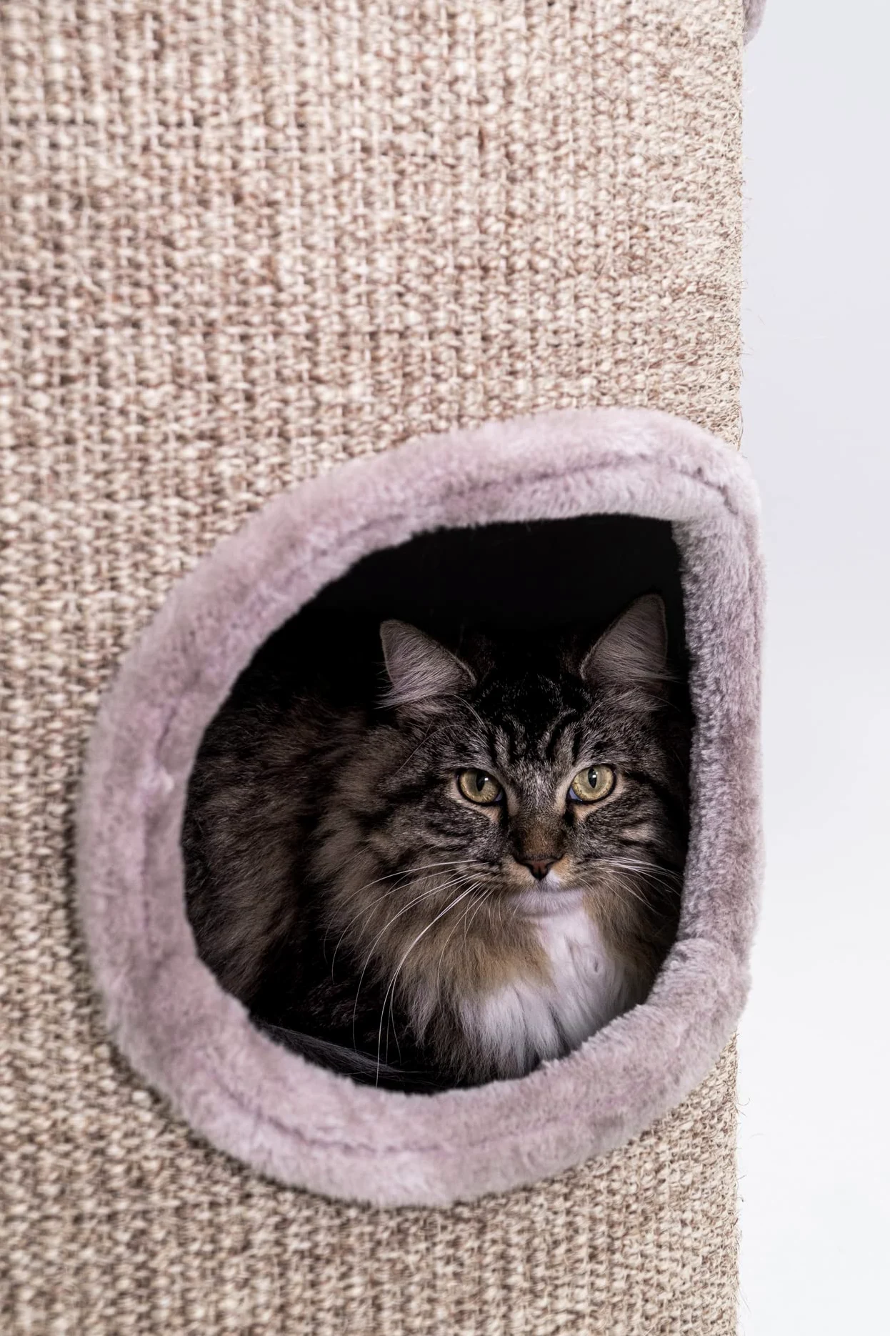 Petrebels Tiragraffi per gatti, XXL, 110 cm, con 3 ingressi, in sisal, extra largo, Ø 45 e pesante per la stabilità, cupola 110, cupola per gatti e torre da arrampicata per gatti, cappuccino