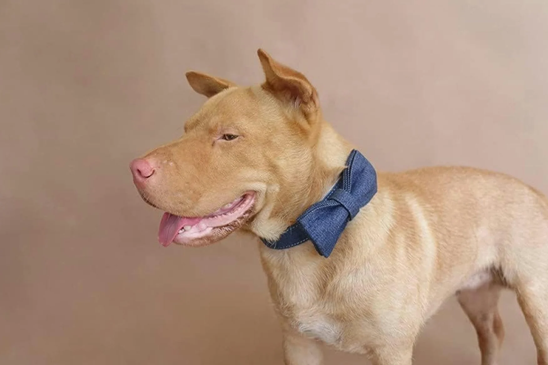collare bianco collare e guinzaglio per cani 5 misure, collare per cani, collare per cani M-Fiocco-XL