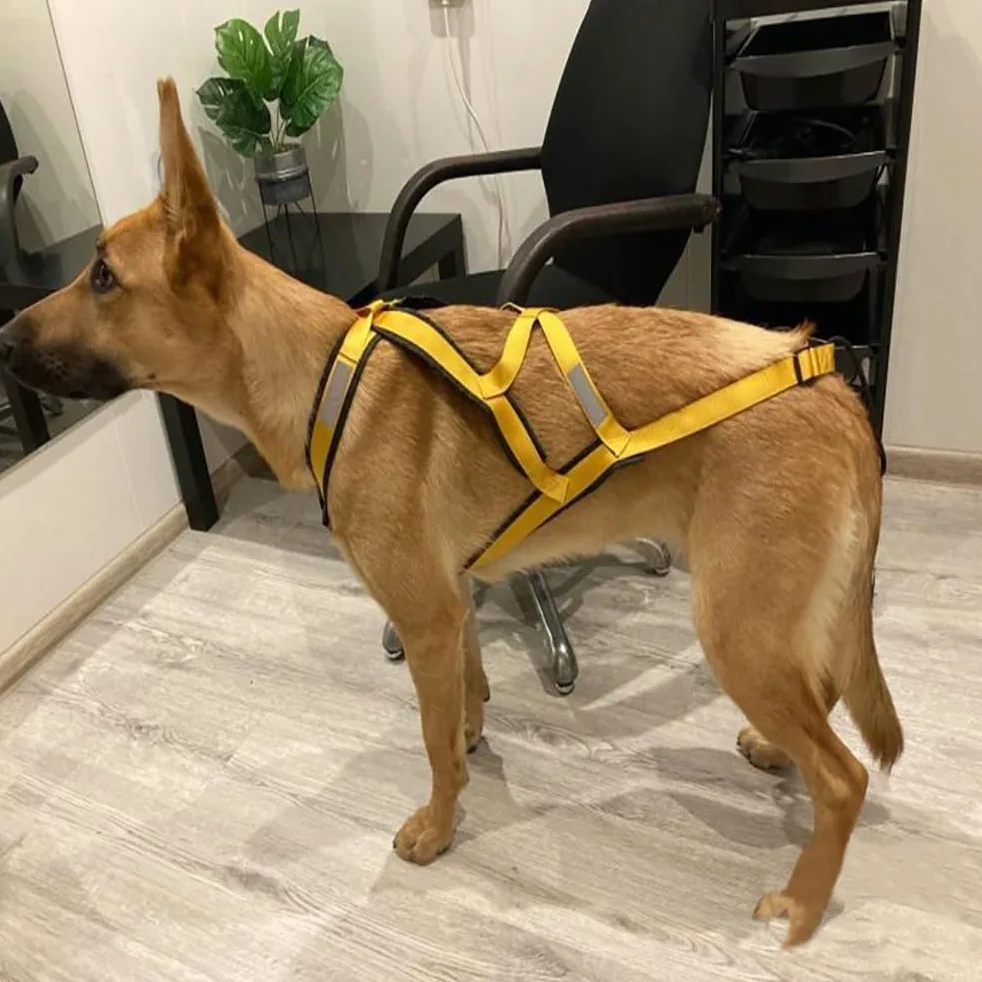 Pettorina Riflettente for Cani Da Slitta | Cintura regolabile sul petto e sul collo, cinghia in nylon resistente(Green,XX-Large)