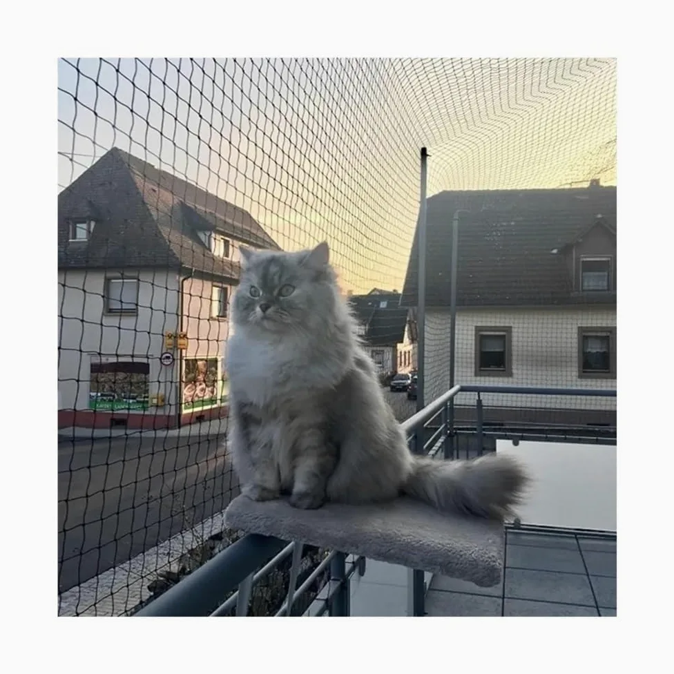 Rete da balcone for animali domestici, rete anticaduta resistente alle | Cavo in acciaio inossidabile rinforzato(3x6m)