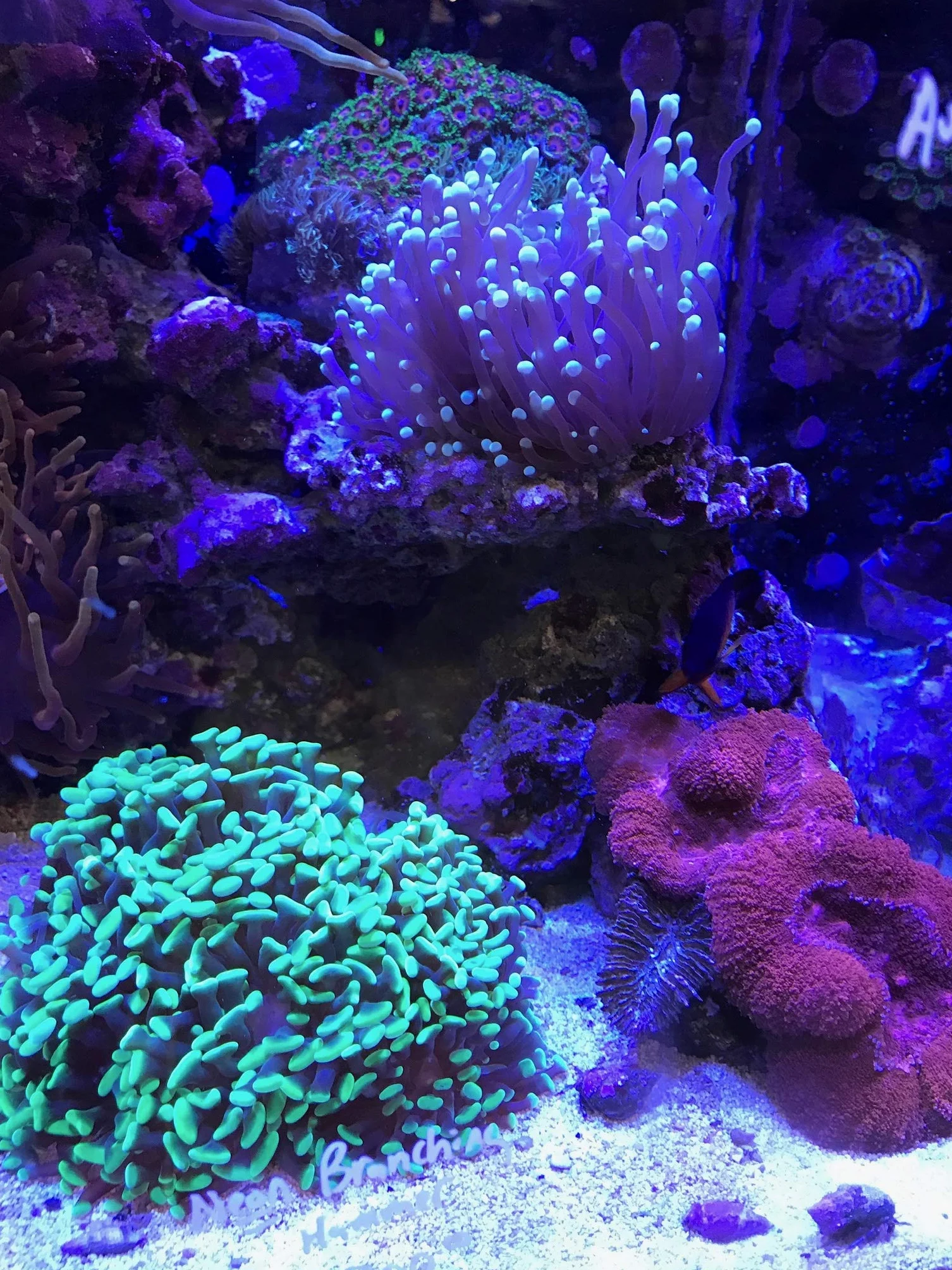 Seachem 08049B Reef Buffer