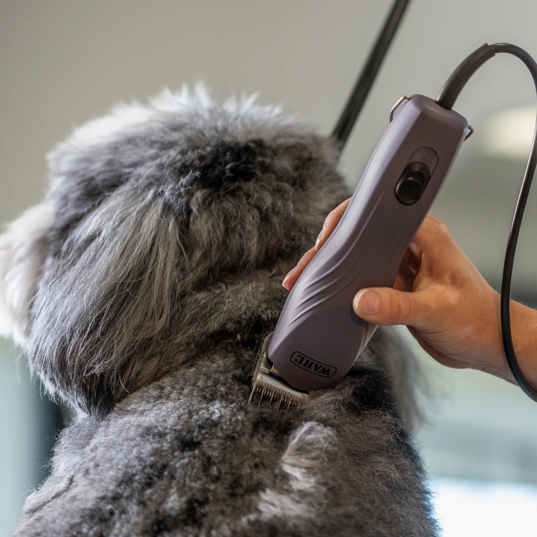 Agrarzone Edition Wahl KM10+ tosatrice professionale per cani e gatti - Silenziosa, Potente, con set di rilievi - Ideale per toelettatori e veterinari