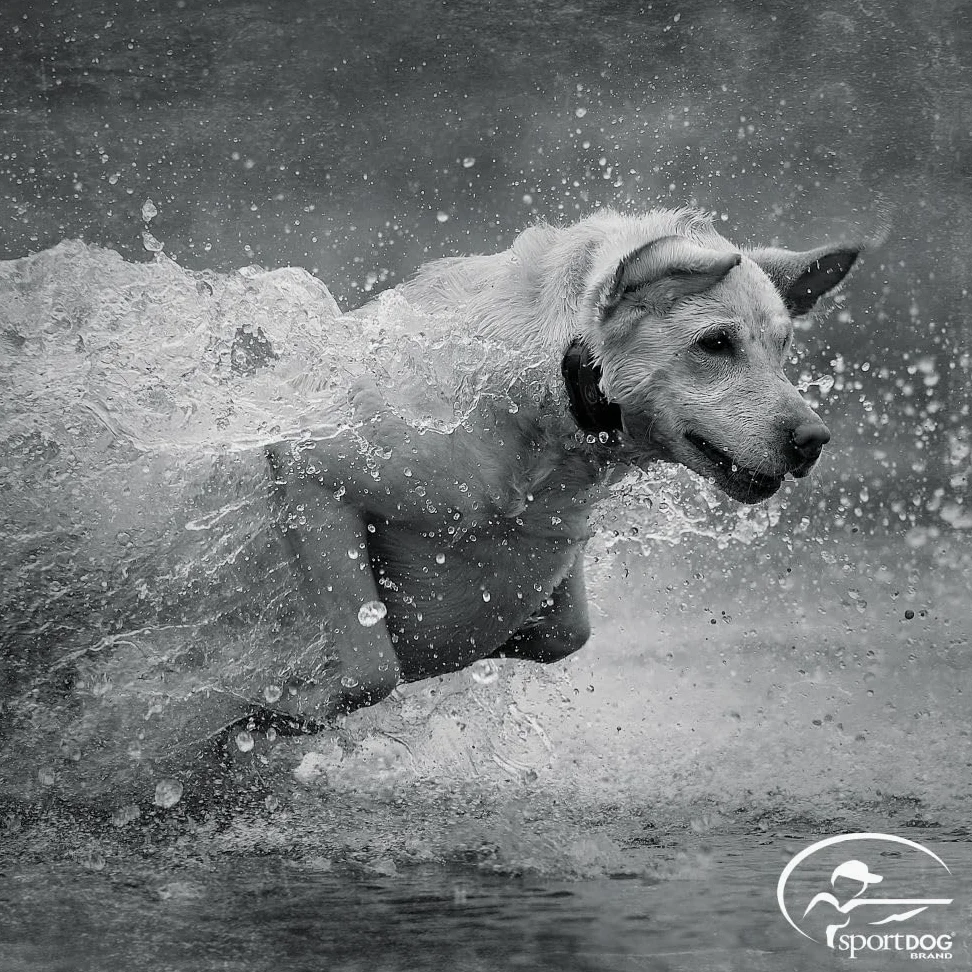 Sportdog Tek, Serie 2.0, Collare per Cani