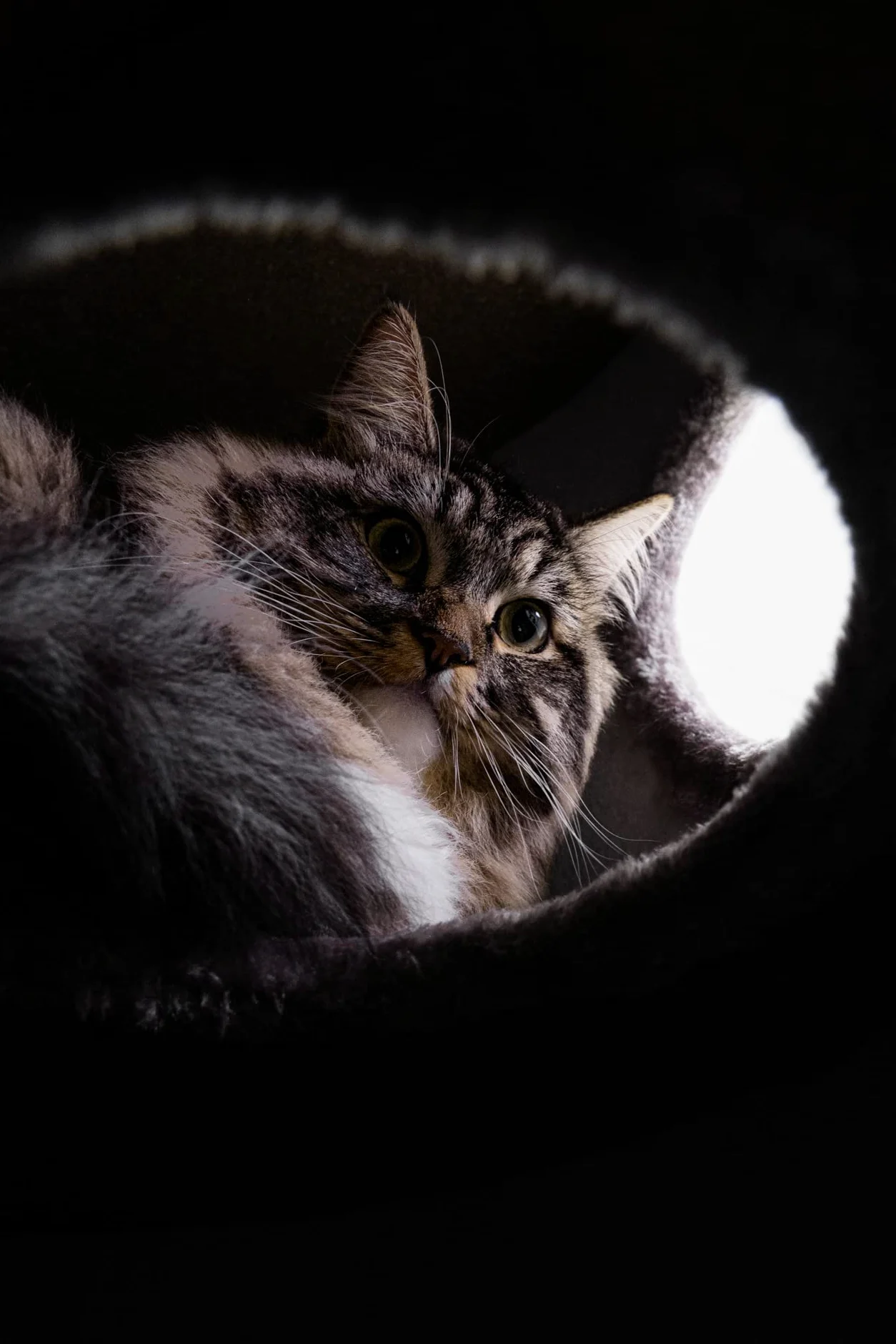 Petrebels Tiragraffi per gatti, XXL, 110 cm, con 3 ingressi, in sisal, extra largo, Ø 45 e pesante per la stabilità, cupola 110, cupola per gatti e torre da arrampicata per gatti, cappuccino