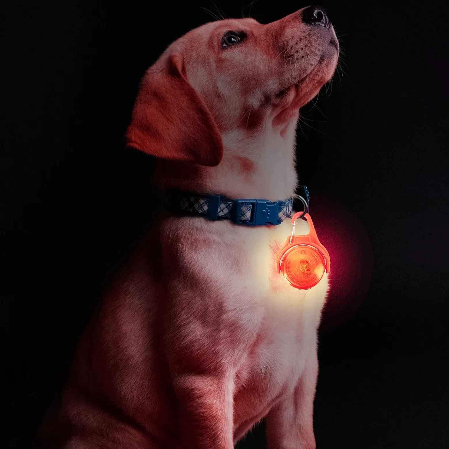 Lampada da passeggio per cani ricaricabile,luci per collare per cani | Luce per collare per animali ricaricabile tramite USB - Torcia per cani multiuso per alpinismo, guida notturna, corsa notturna e