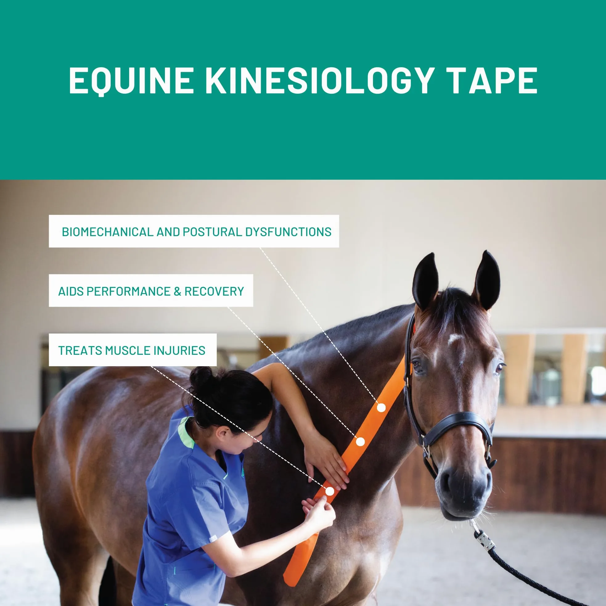 Vetkin Tape Kit Introduzione Equino | Nastro Kinesiologia Equina | Libro di Taping per Cavalli | 3 Dimensioni di Nastro Kinesiologia Veterinaria | Forbici Premium