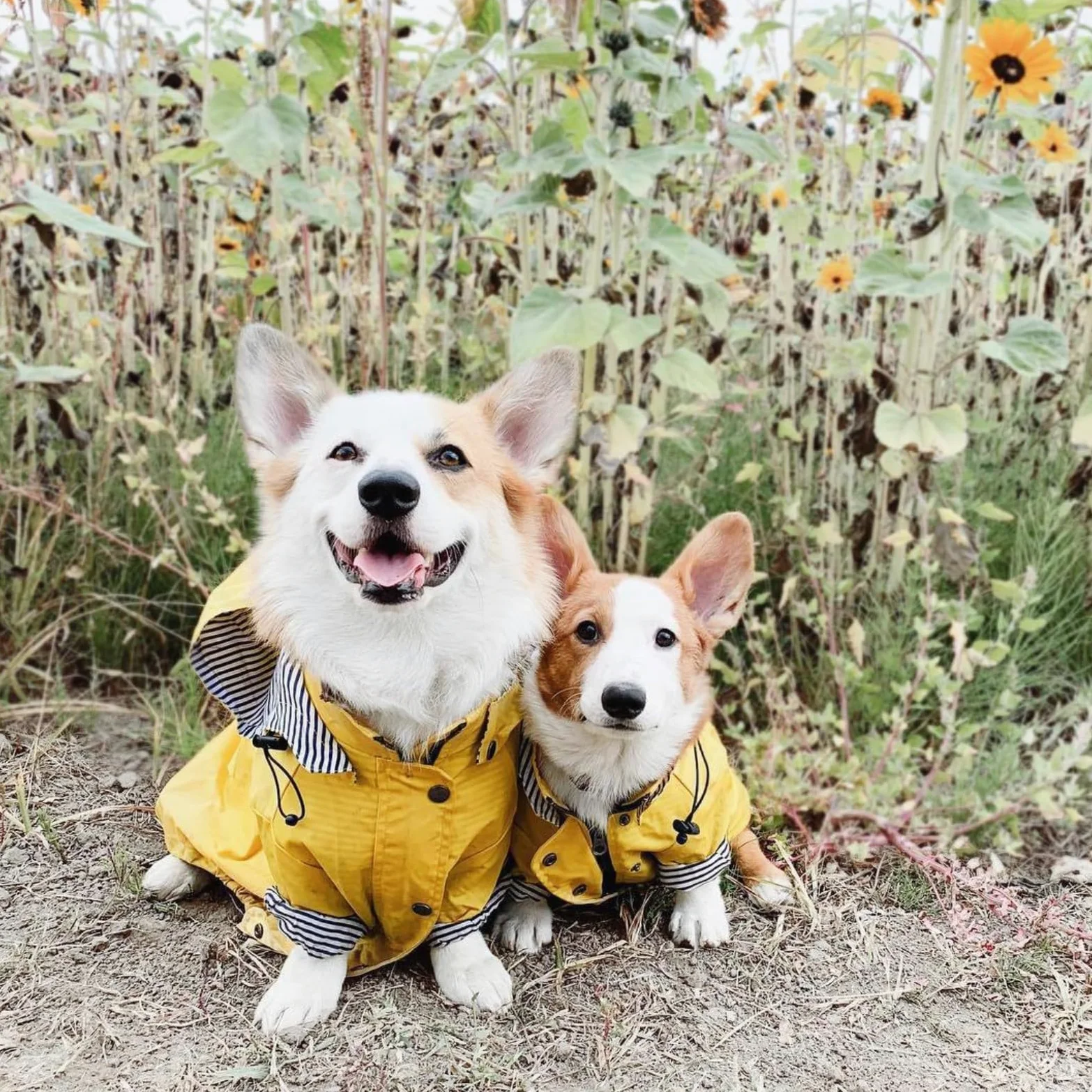 Impermeabile per cani, Impermeabile for cani da compagnia, impermeabile for cani, con cappuccio, regolabile, elegante, con cappuccio rimovibile for cani