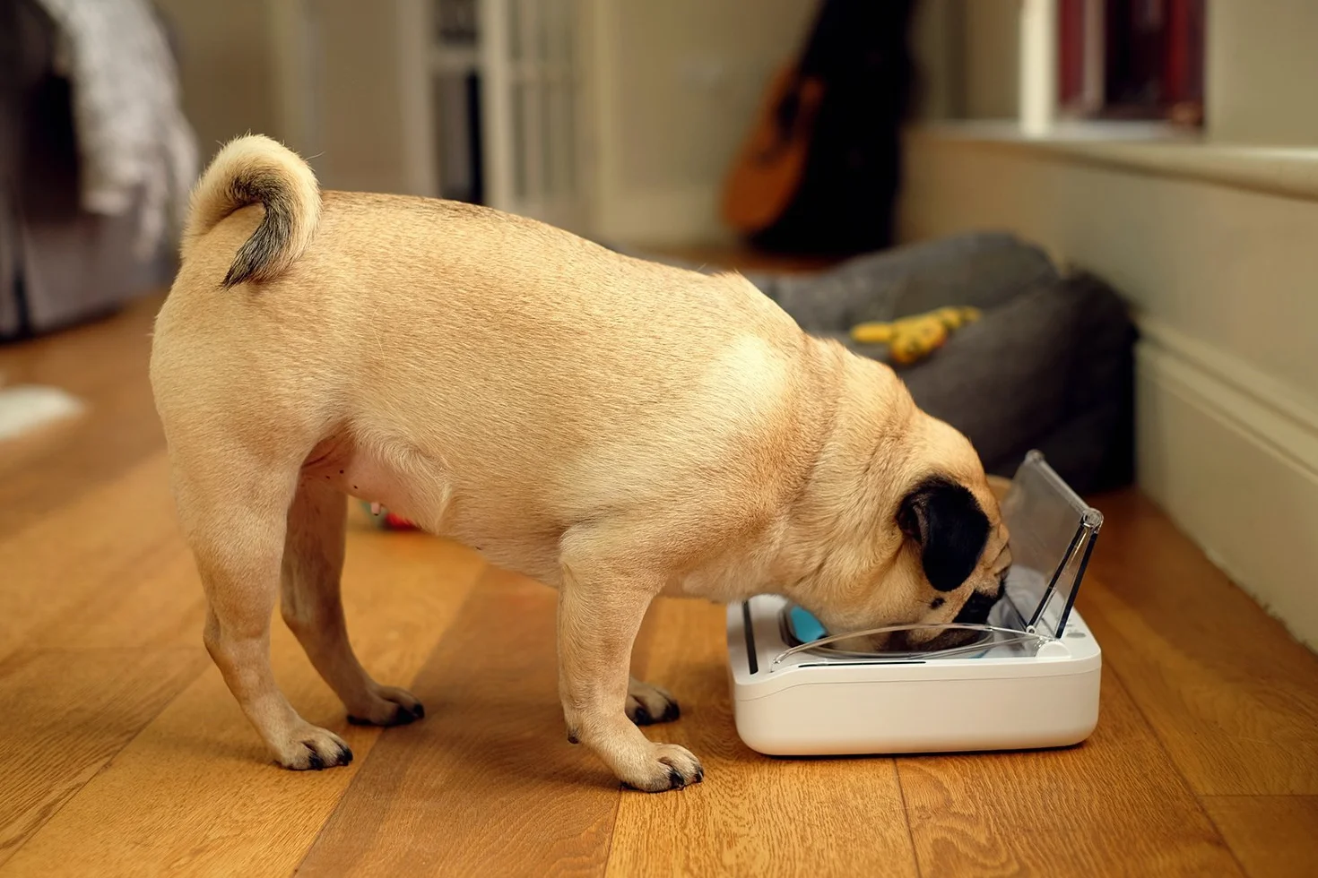 Ciotola intelligente con lettore di microchip SureFeed Sure Petcare per gatti e piccoli cani, coperchio attivato dal movimento, per cibo umido e secco, richiede 4 batterie a cella C (non incluse)