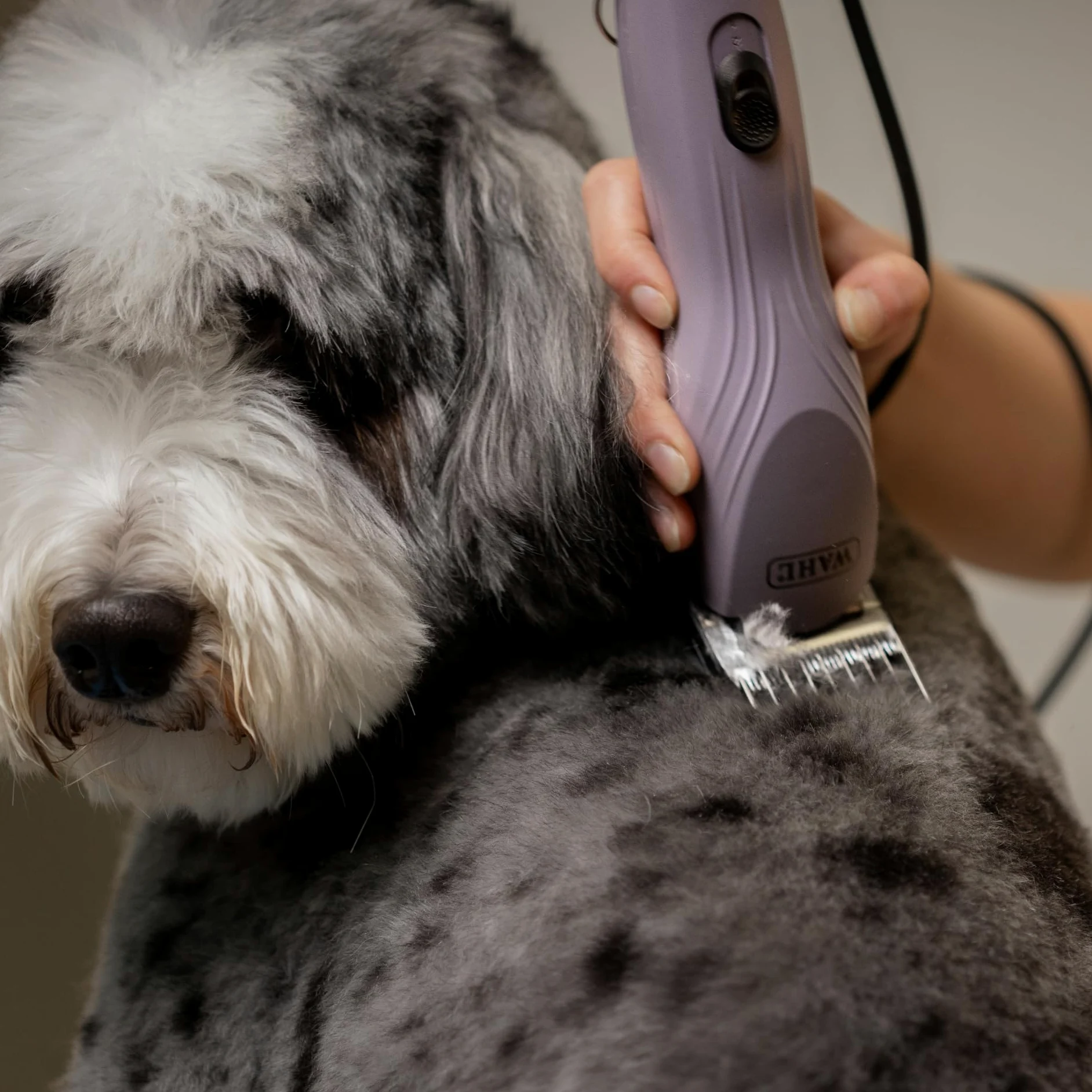 Agrarzone Edition Wahl KM10+ tosatrice professionale per cani e gatti - Silenziosa, Potente, con set di rilievi - Ideale per toelettatori e veterinari