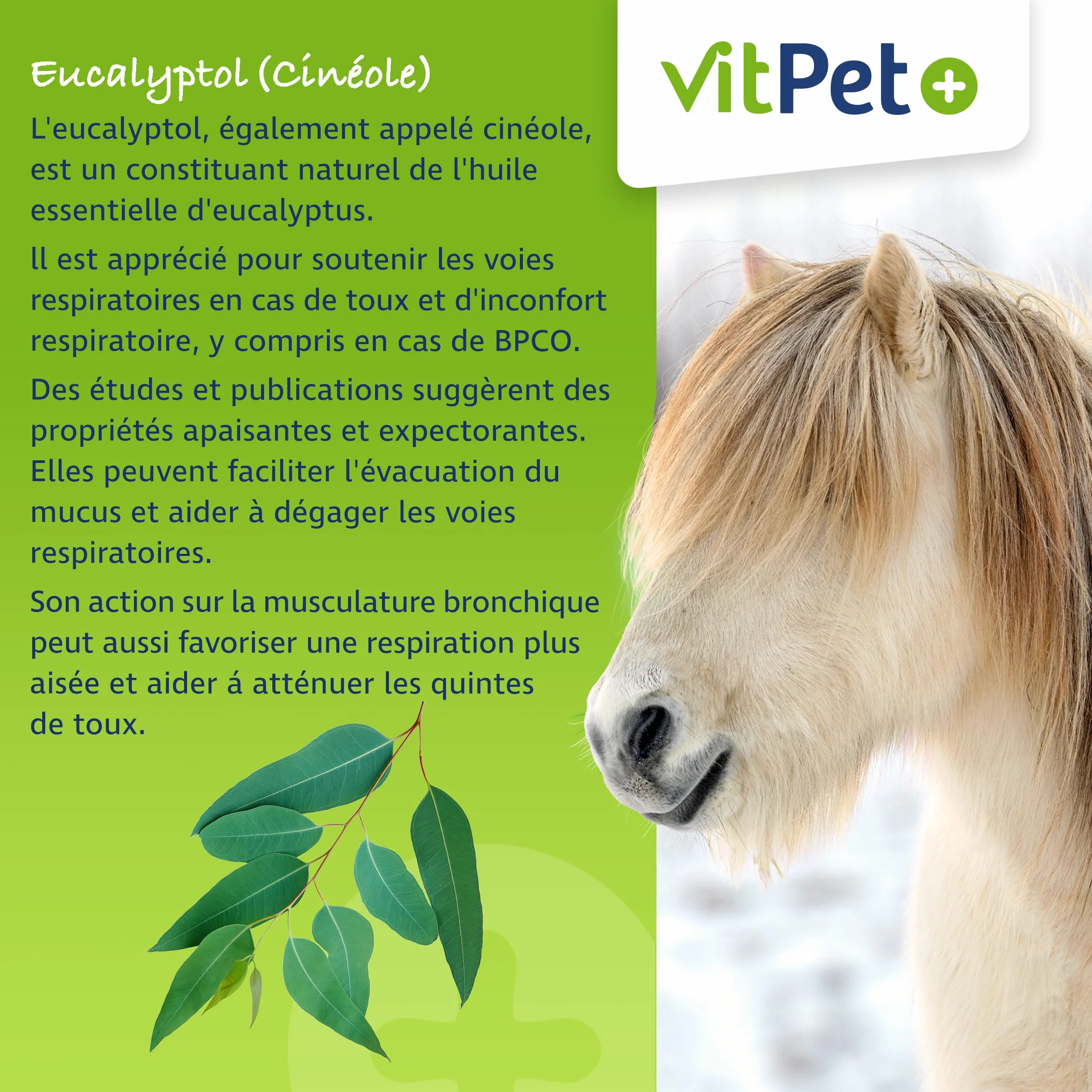 PneumoVit – Cavallo per la tosse – 1,2 kg – Con eucaliptolo naturale – Supporto respiratorio e immunitario – Facilita l'espettorazione – Espettorante e lenitivo
