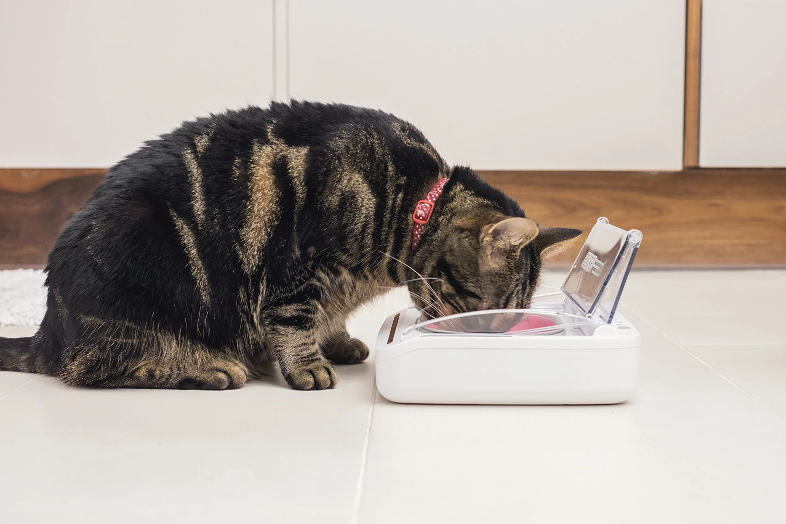 Ciotola intelligente con lettore di microchip SureFeed Sure Petcare per gatti e piccoli cani, coperchio attivato dal movimento, per cibo umido e secco, richiede 4 batterie a cella C (non incluse)