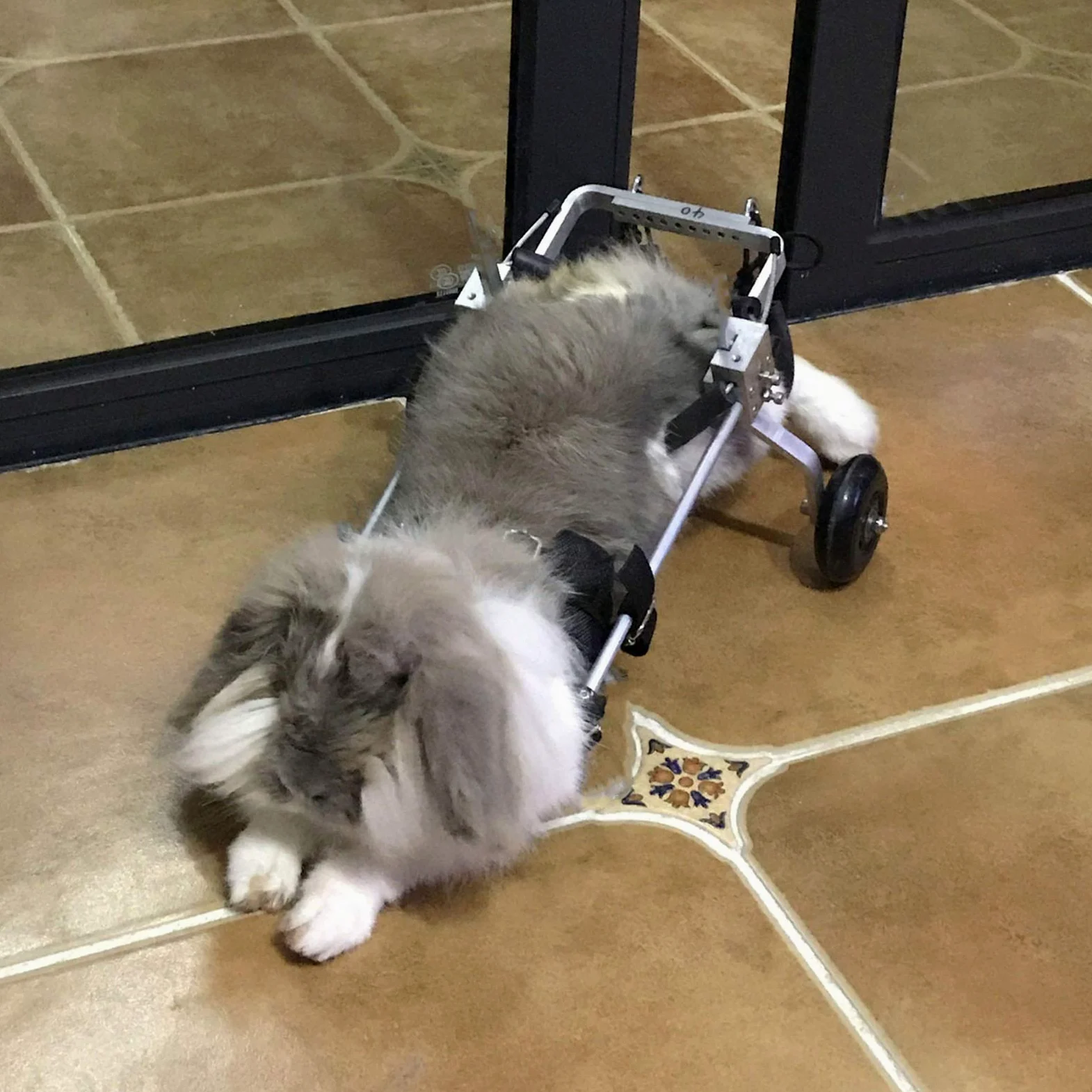 Rimorchi Passeggini Sedia a Rotelle per la Riabilitazione delle Zampe Posteriori di Cane Gatto Coniglio e Cuccioli, Carrello per Cani Anziani Feriti Disabili, Carrellino per Tutti i Cani