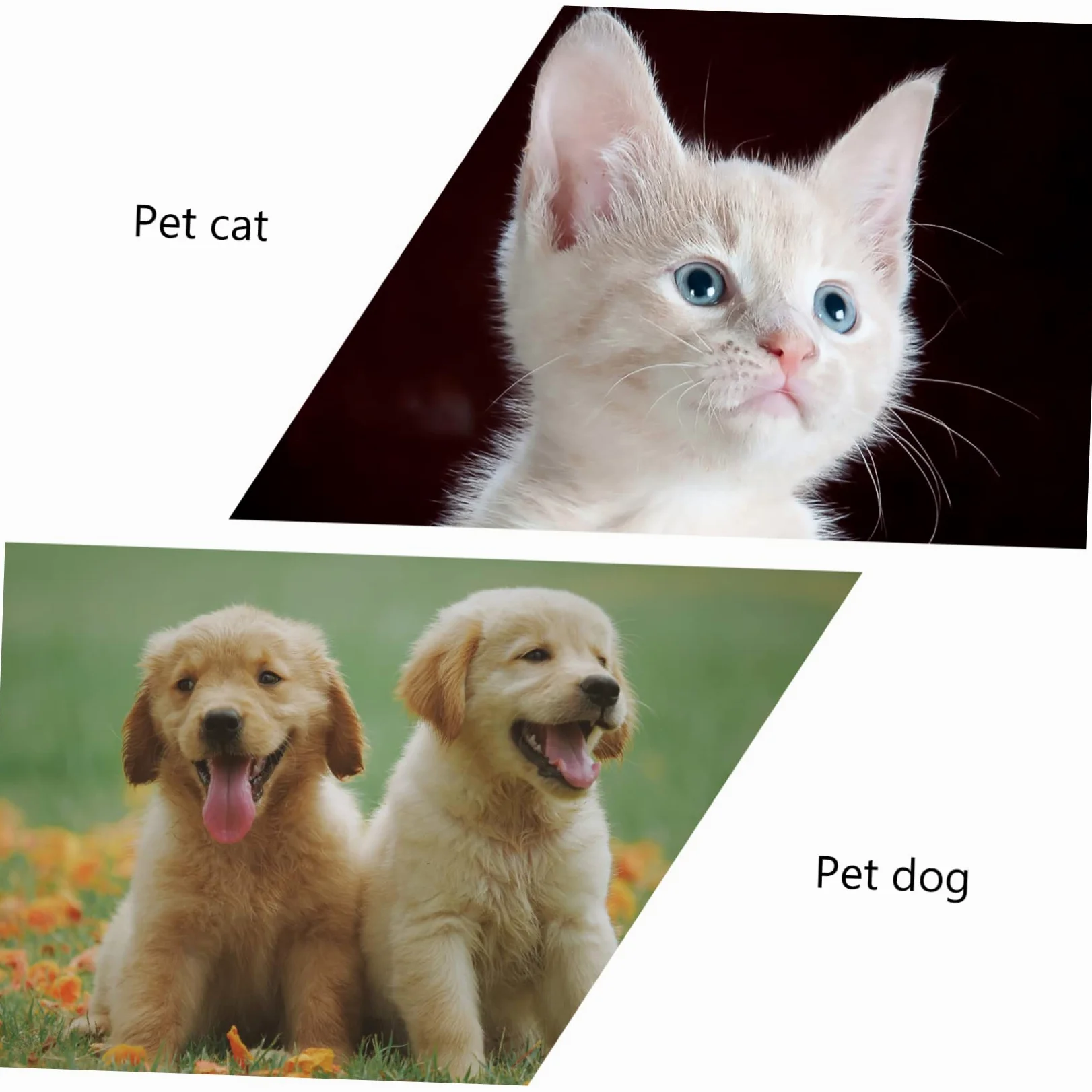 BESPORTBLE 4 Pz Occhiali Per Animali Domestici Pieghevole Cagnolino Occhiali Protettivi Da Sole Pieghevoli Per Cani a Cuore Da Sole Uv Pc Impermeabile Rosa