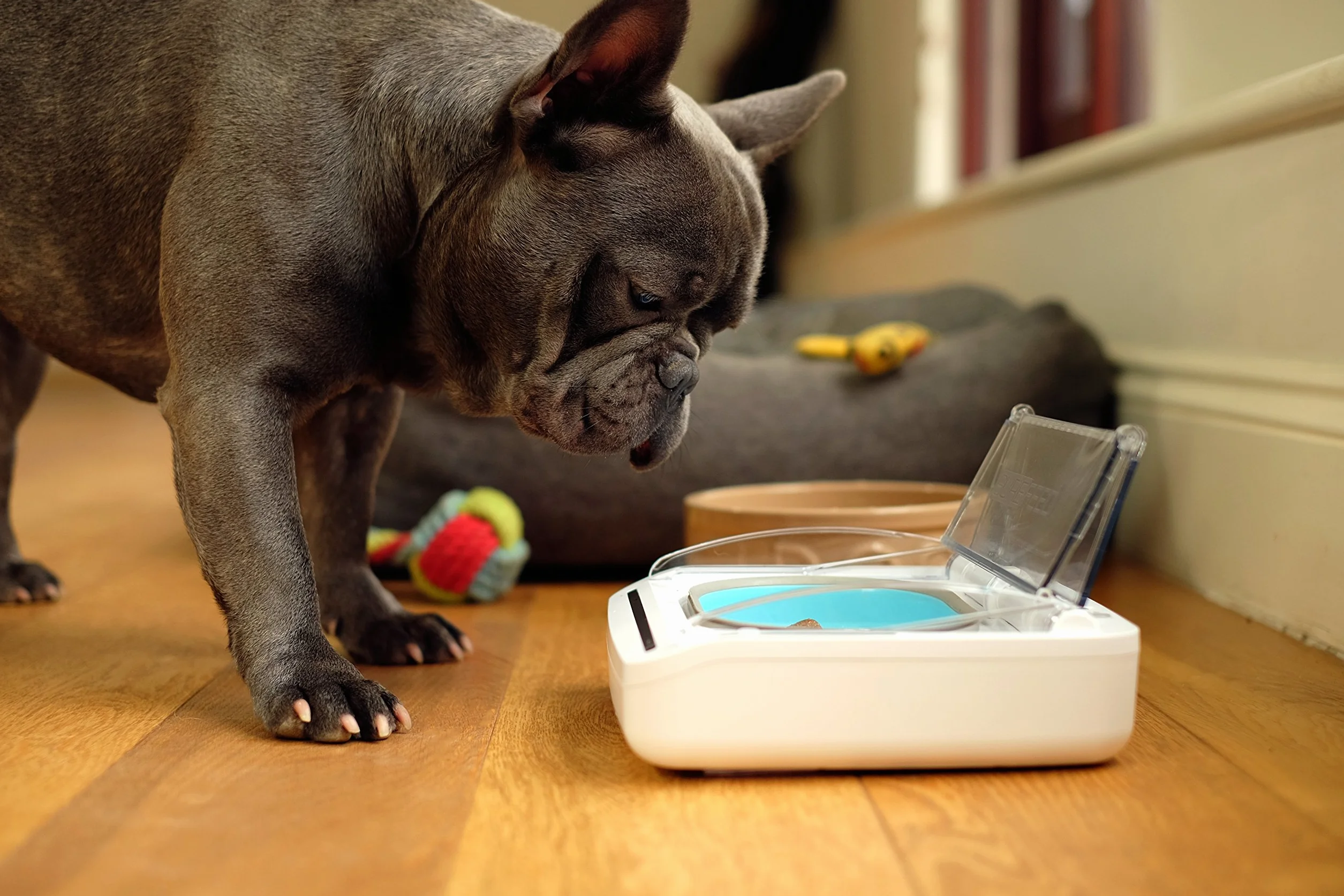 Ciotola intelligente con lettore di microchip SureFeed Sure Petcare per gatti e piccoli cani, coperchio attivato dal movimento, per cibo umido e secco, richiede 4 batterie a cella C (non incluse)
