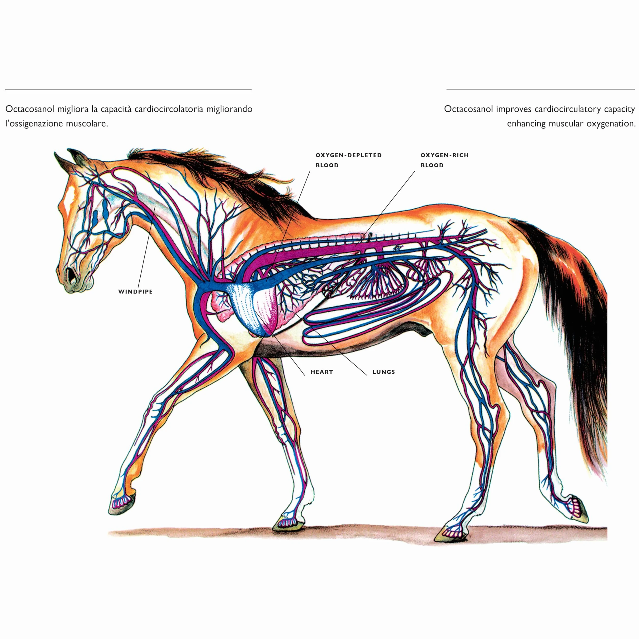 Oxy-Power, Integratore per Cavalli Sportivi - Octacosanolo, per Forza, Resistenza e Ossigenazione Muscolare
