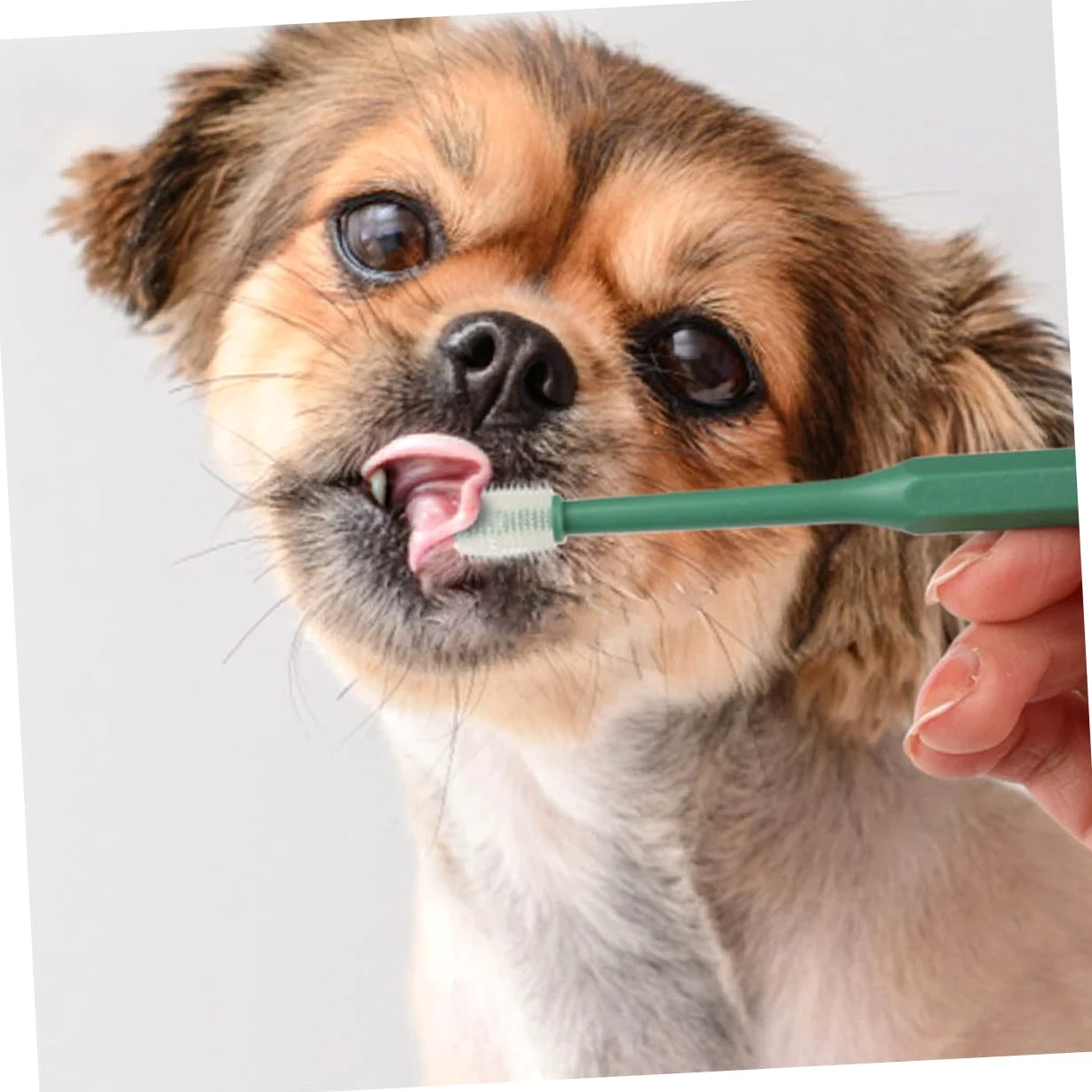 SUPVOX 3 Set Di Spazzolini Da Denti Per Cani Con Setole Morbide E Portatili Per Animali Domestici Pulizia Orale A 360 Gradi in Plastica Per Gatti E Cani 4 Pezzi*3