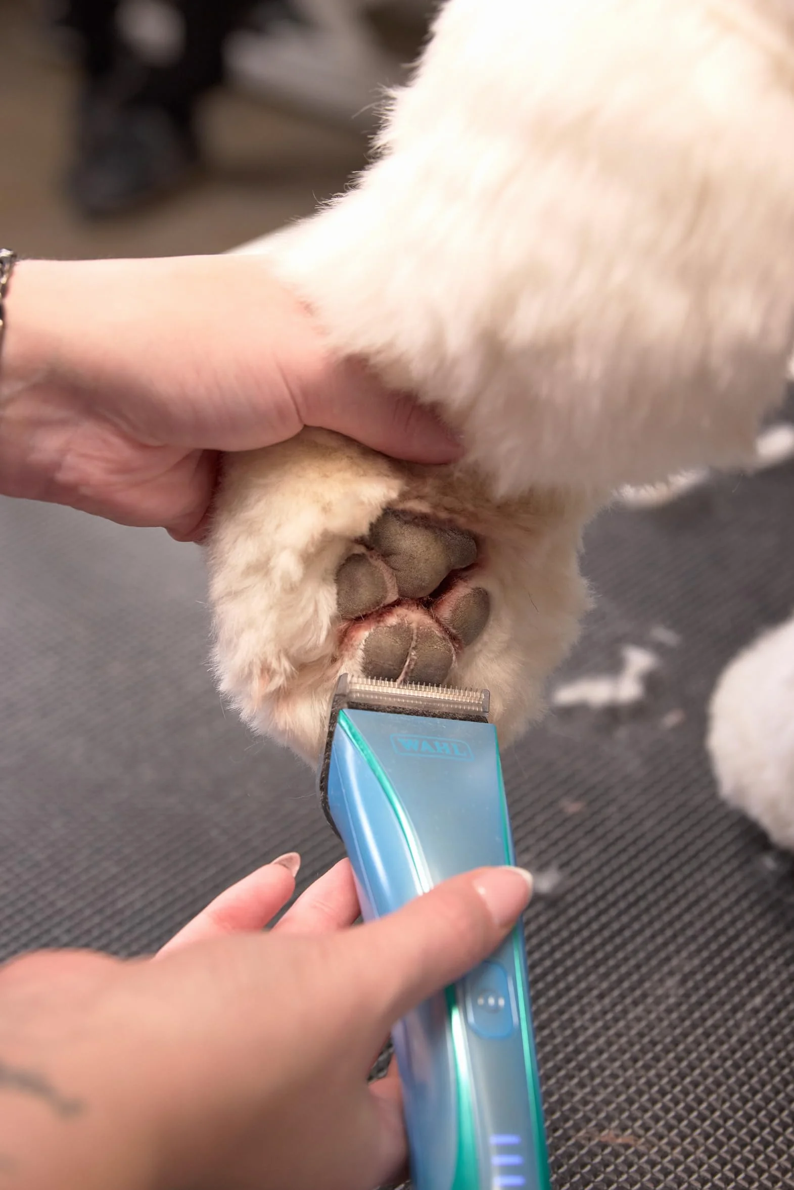 Wahl Motiva 2 Blue Ivy - Tosatrice Professionale per Animali - Tosatrice Cordless per Toelettatura di Cani con Lama 5 in 1, 3 Ore di Autonomia e Display Digitale - Adatta per Cani, Gatti e Cavalli