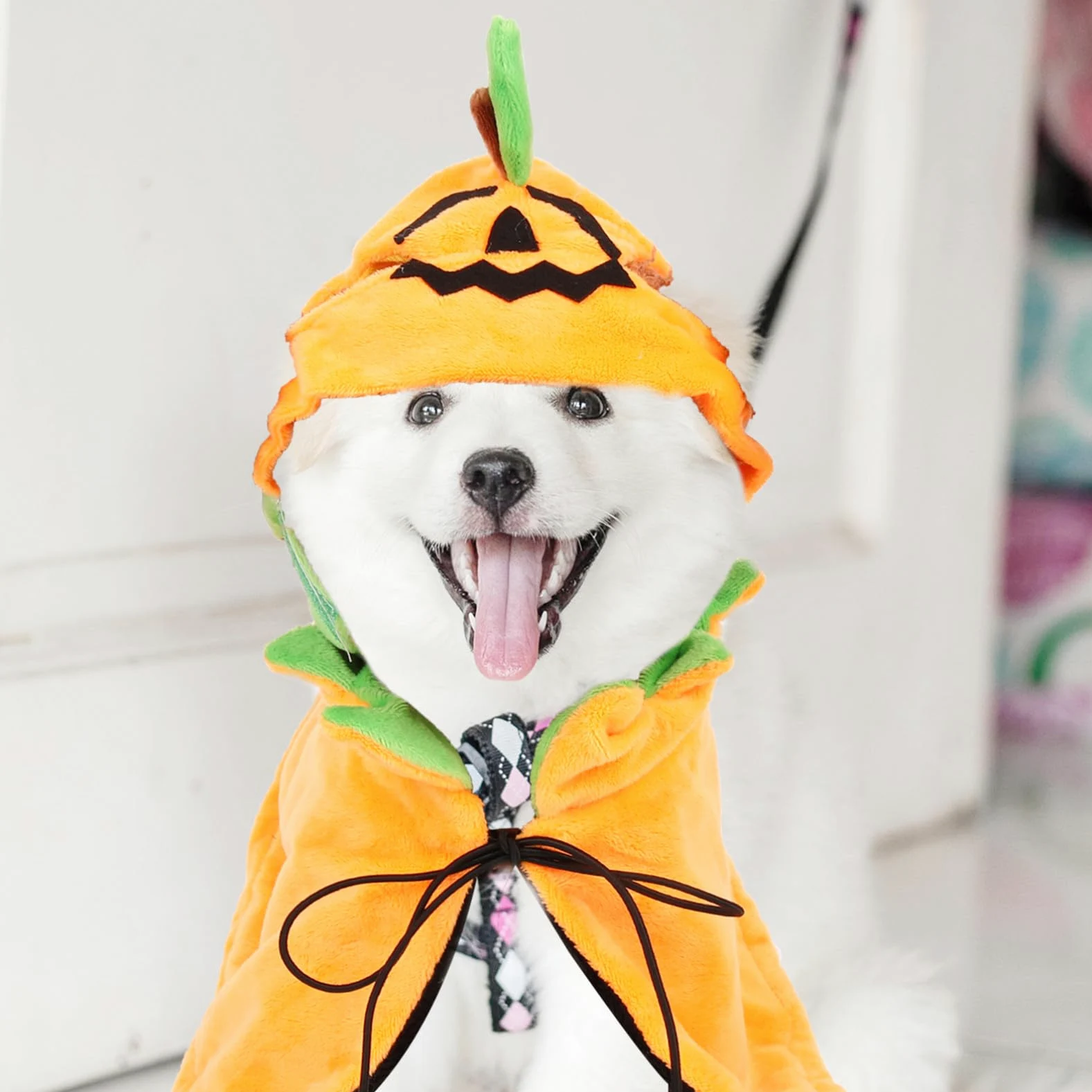 BESPORTBLE 5sets Costumi Per Animali Domestici Cappello e Mantello Tema Zucca Per Halloween Accessori Per Cani e Gatti Abbigliamento Festivo Per Feste e Occasioni Speciali
