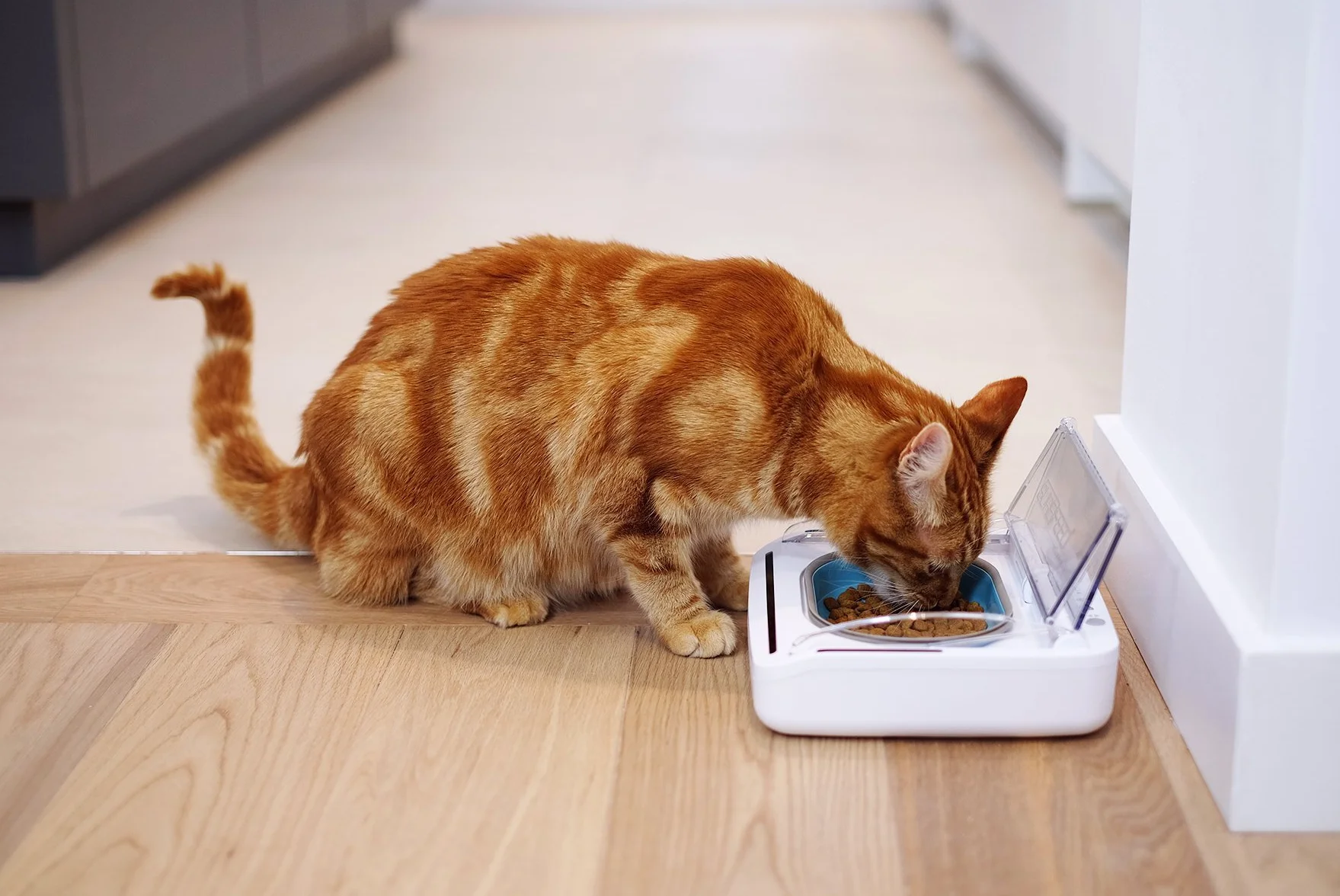 Ciotola intelligente con lettore di microchip SureFeed Sure Petcare per gatti e piccoli cani, coperchio attivato dal movimento, per cibo umido e secco, richiede 4 batterie a cella C (non incluse)