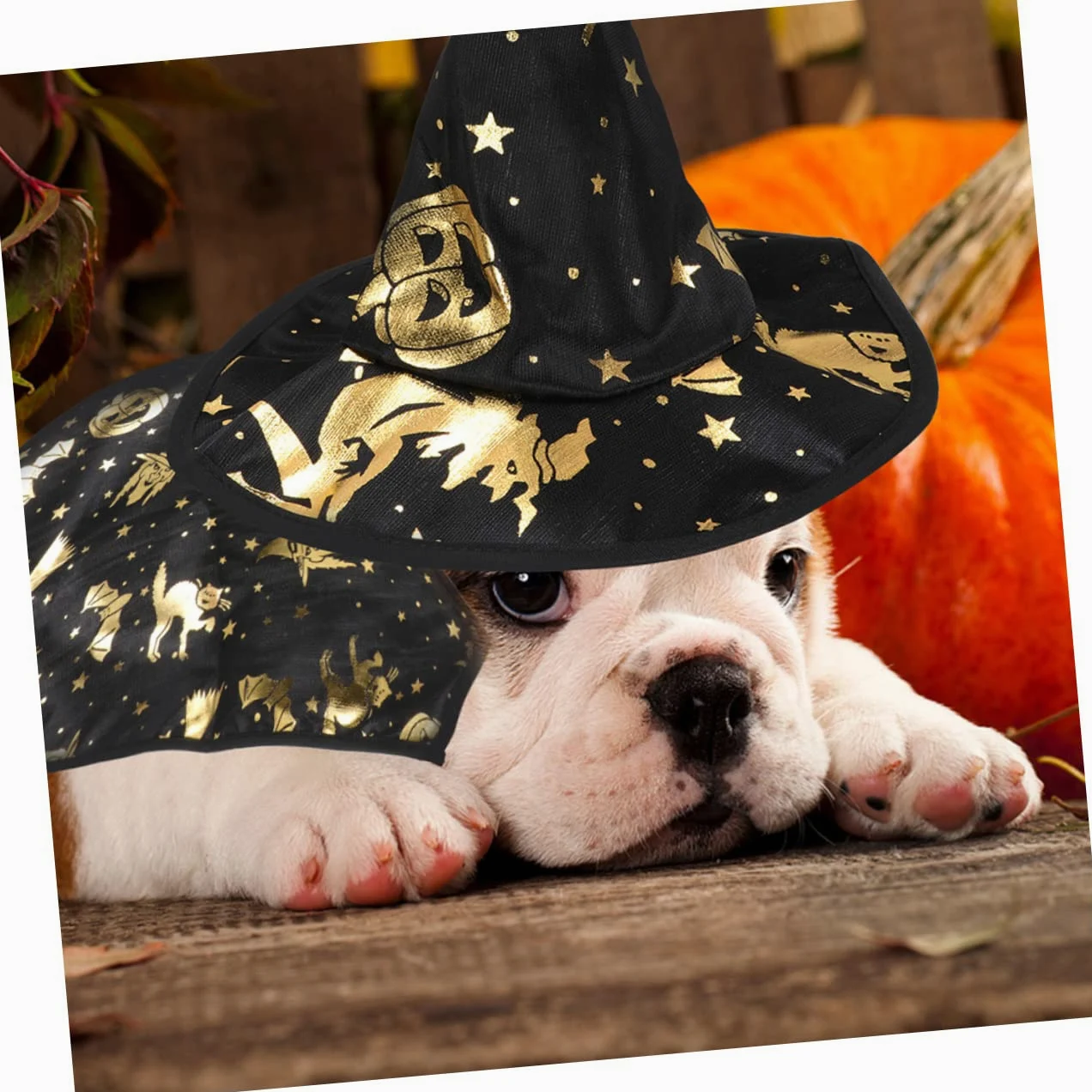 BESPORTBLE 5sets Costume Per Animali Domestici Con Cappello Da Stregone Set Chic Per Halloween Accessori Cosplay Per Cani e Gatti Materiale Leggero e Comodo Facile Da Indossare Per Festività