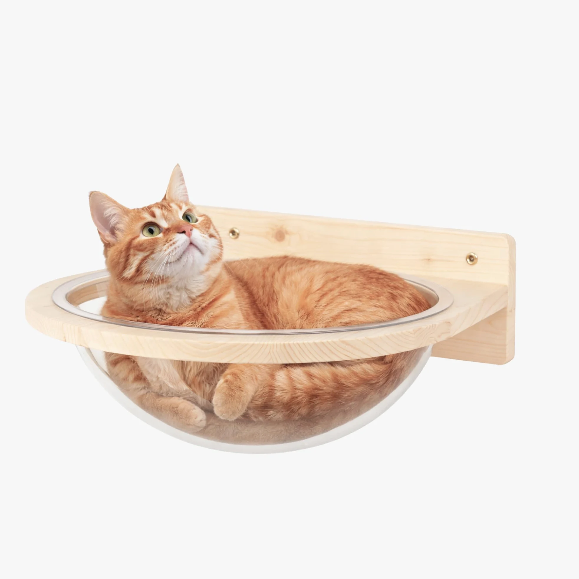Cuccia Plexy per Gatti in Legno d'Abete PEFC Artigianale, con Cupola trasparente in plexiglass, Mensola per Gatti Super Robusta per Arrampicata, Gioco e Relax, Fino a 20 kg – Percorsopergatti