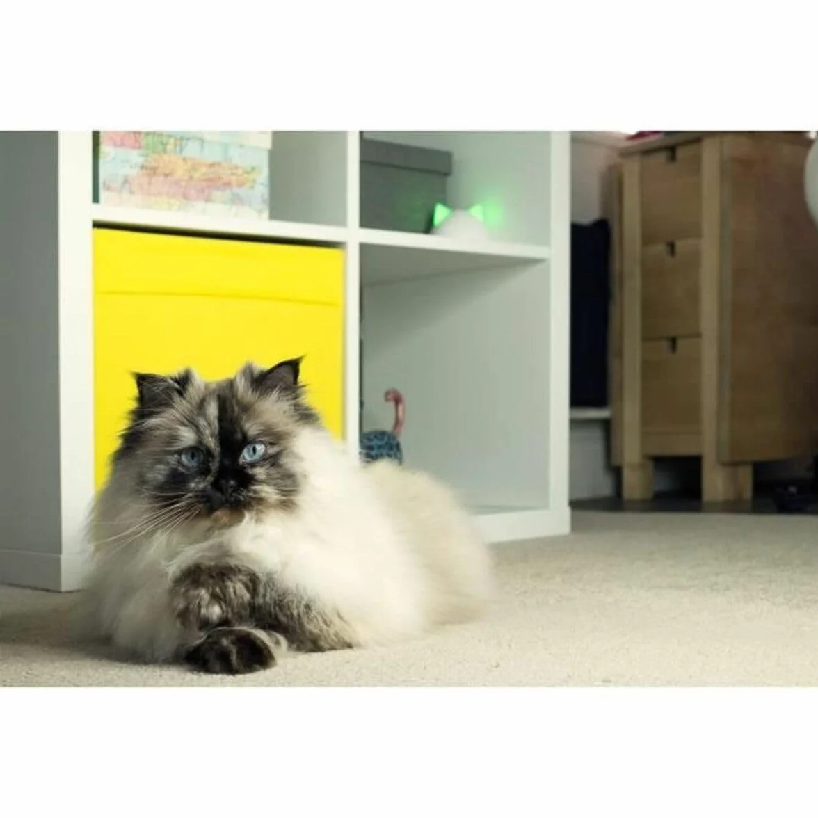 Hub Sure Petcare compatibile con: Porta per animali Connect SureFlap, Gattaiola Connect SureFlap, Ciotola intelligente Connect SureFeed, Felaqua Connect, App mobile, iOS, Android, Bianco