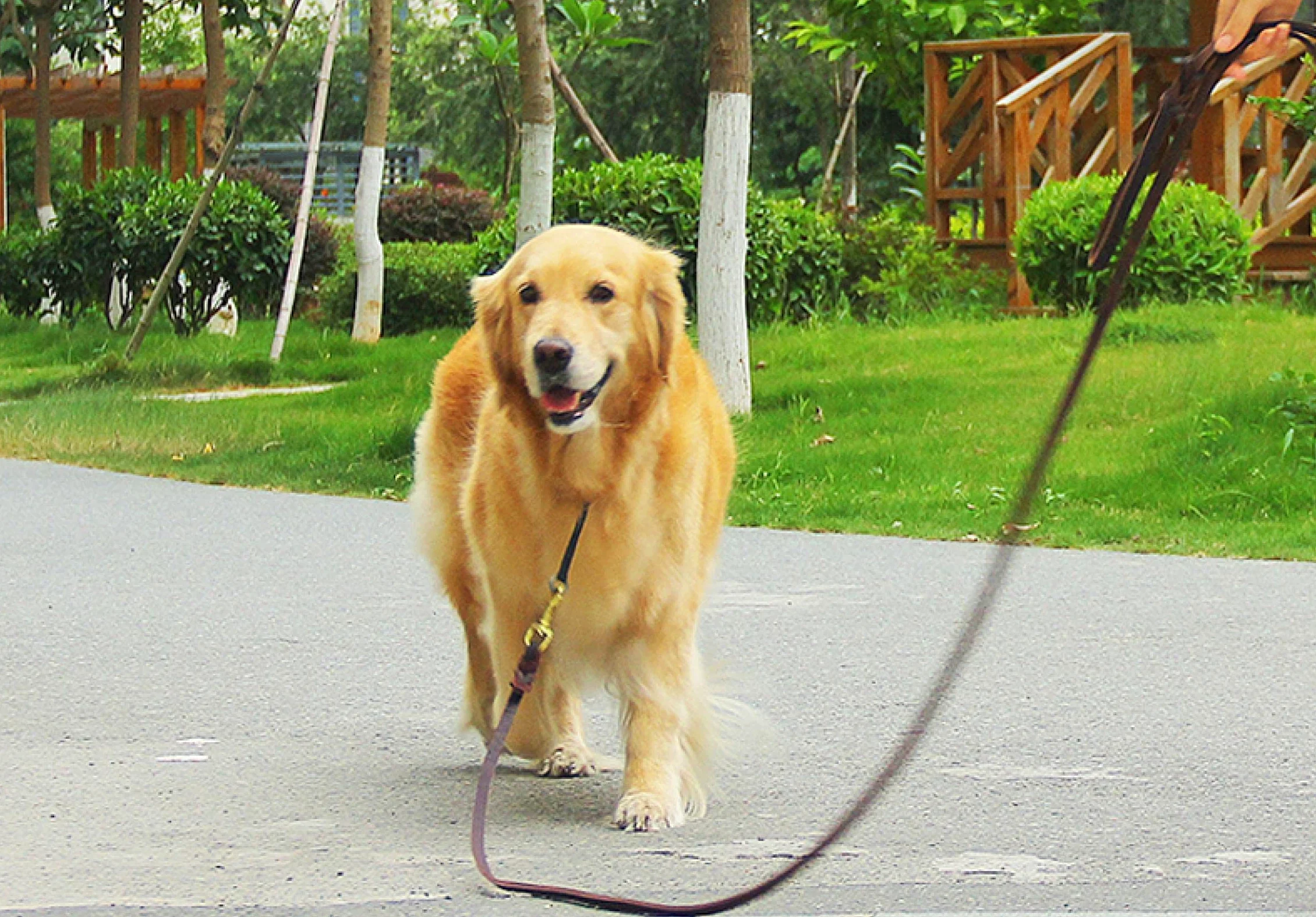 Guinzaglio per cani in vera pelle guinzaglio lungo intrecciato Pet Walking Training Guinzagli Marrone Colori Nero Per Medio Grande Pet 170 cm Marrone