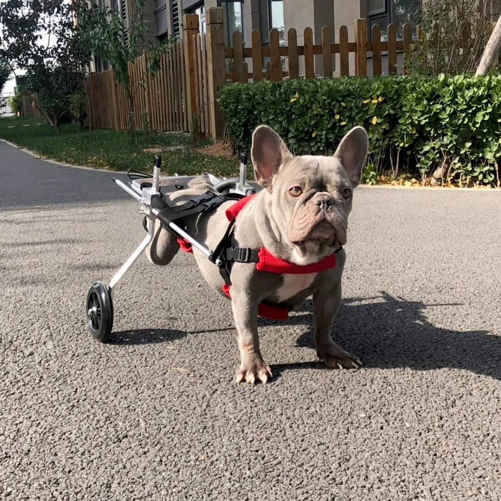 Carrello per Cani, Passeggino per Zampe Posteriori, Sedia a Rotelle per Animali Domestici per Piedi Posteriori, Portatori di Handicap/Paralisi/Disabili, 5-15 kg