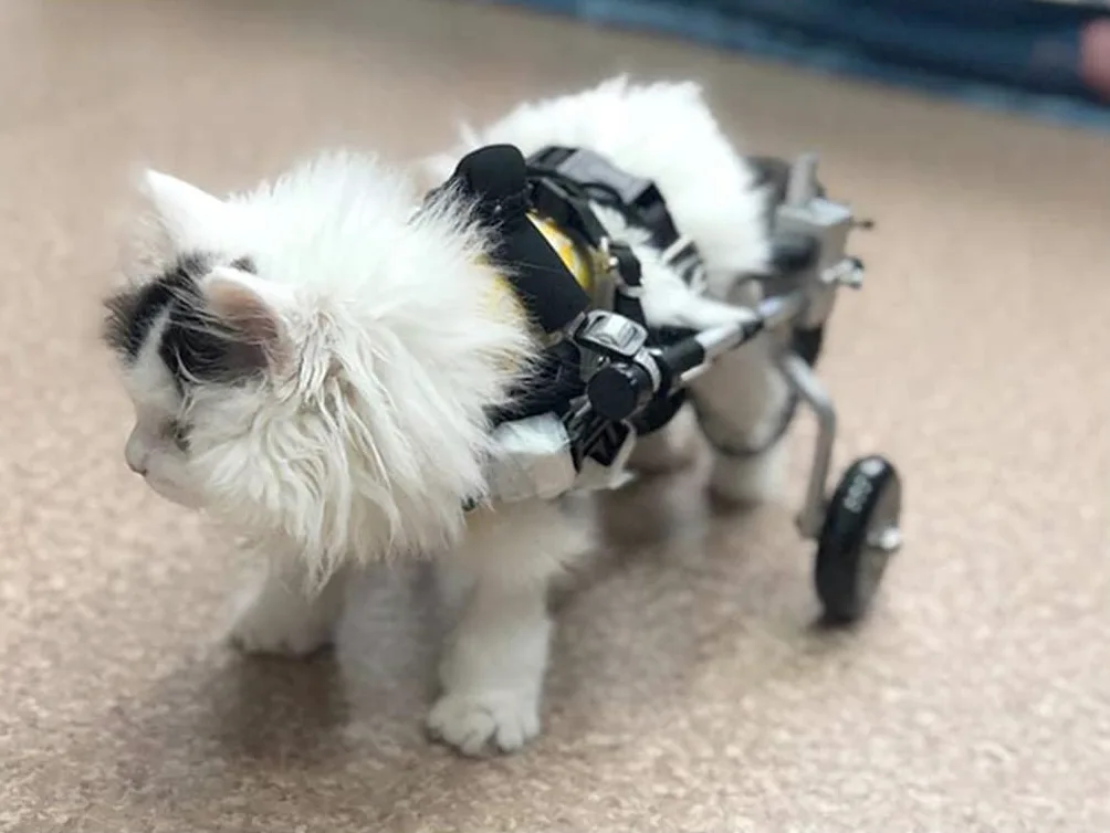 REMEK Carrellino per Cani Disabili Regolabile, Carrello Cani Disabili per Piedi/Gambe Carrello A 2 Ruote Carrozzella per La Riabilitazione delle Zampe