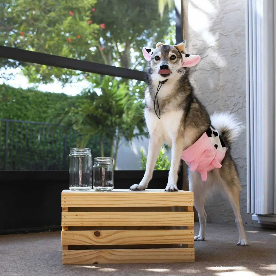Midlee Costume per cani con fascia e mammelle