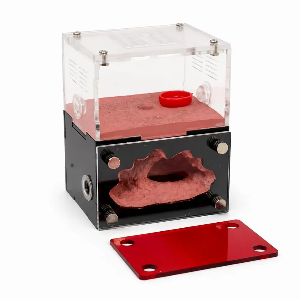 Formicarium - Kit Habitat per Ant Farm, per osservazione del comportamento, terrario educativo per adulti e bambini