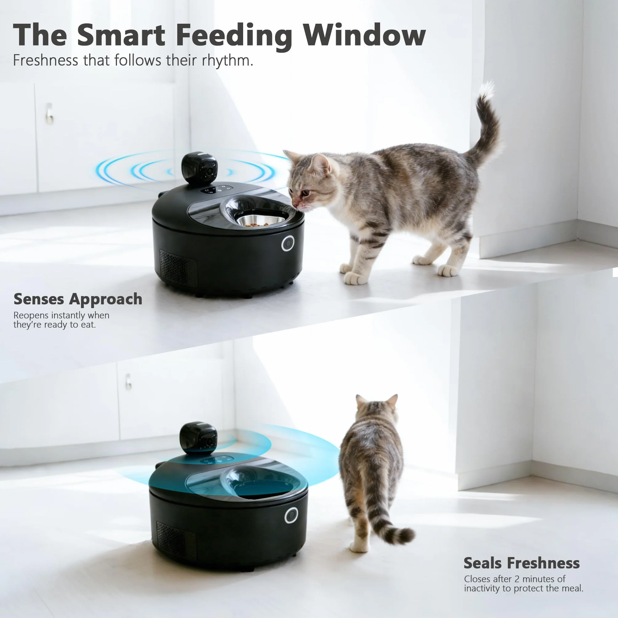 Alimentatore automatico per alimenti umidi, alimentatore automatico per gatti monitorato due in uno, alimentatore automatico refrigerato per gatti con raffreddamento a semiconduttore, 5 pasti