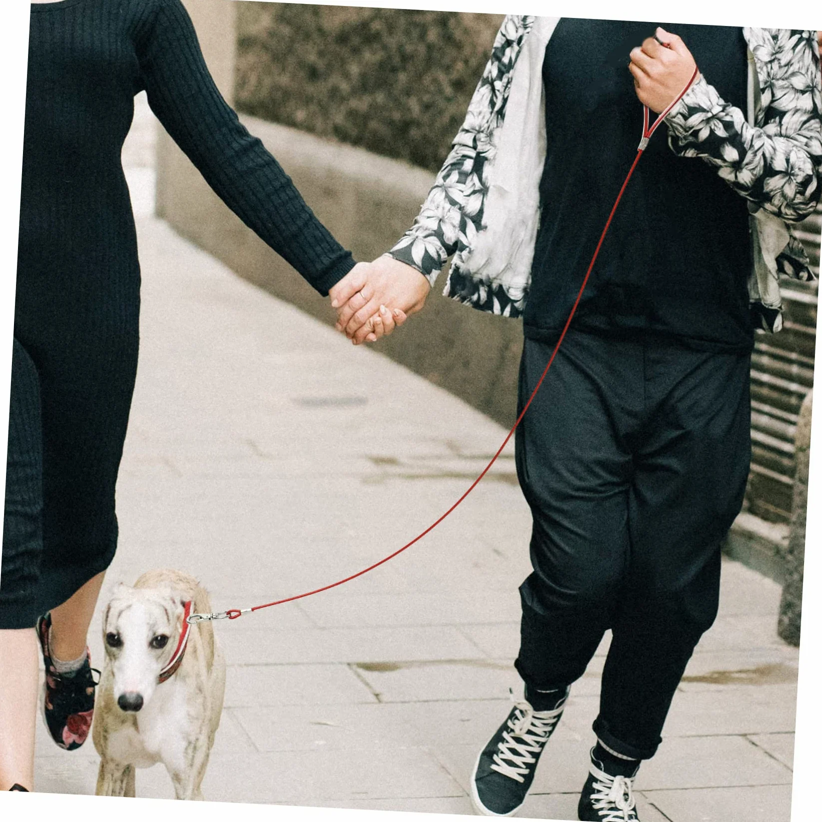 INOOMP 4pezzi Guinzaglio Per Cani Acciaio Inossidabile Resistente Ai Morsi Per Passeggiate e Attività All Aperto Design Elegante e Leggero