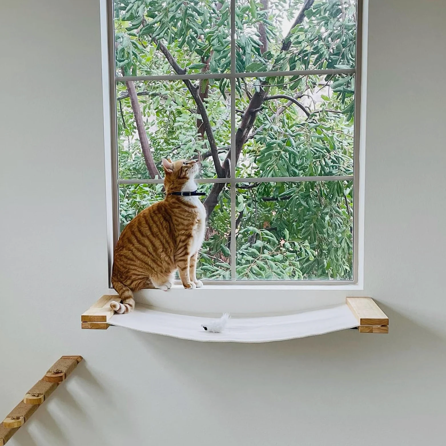 FUKUMARU Amaca da Parete per Gatti, Trespolo e Ponte per Gatti, Mobili da Parete di Alta Qualità, per Dormire, Giocare, Arrampicarsi e Rilassarsi, Beige, L-86 CM.