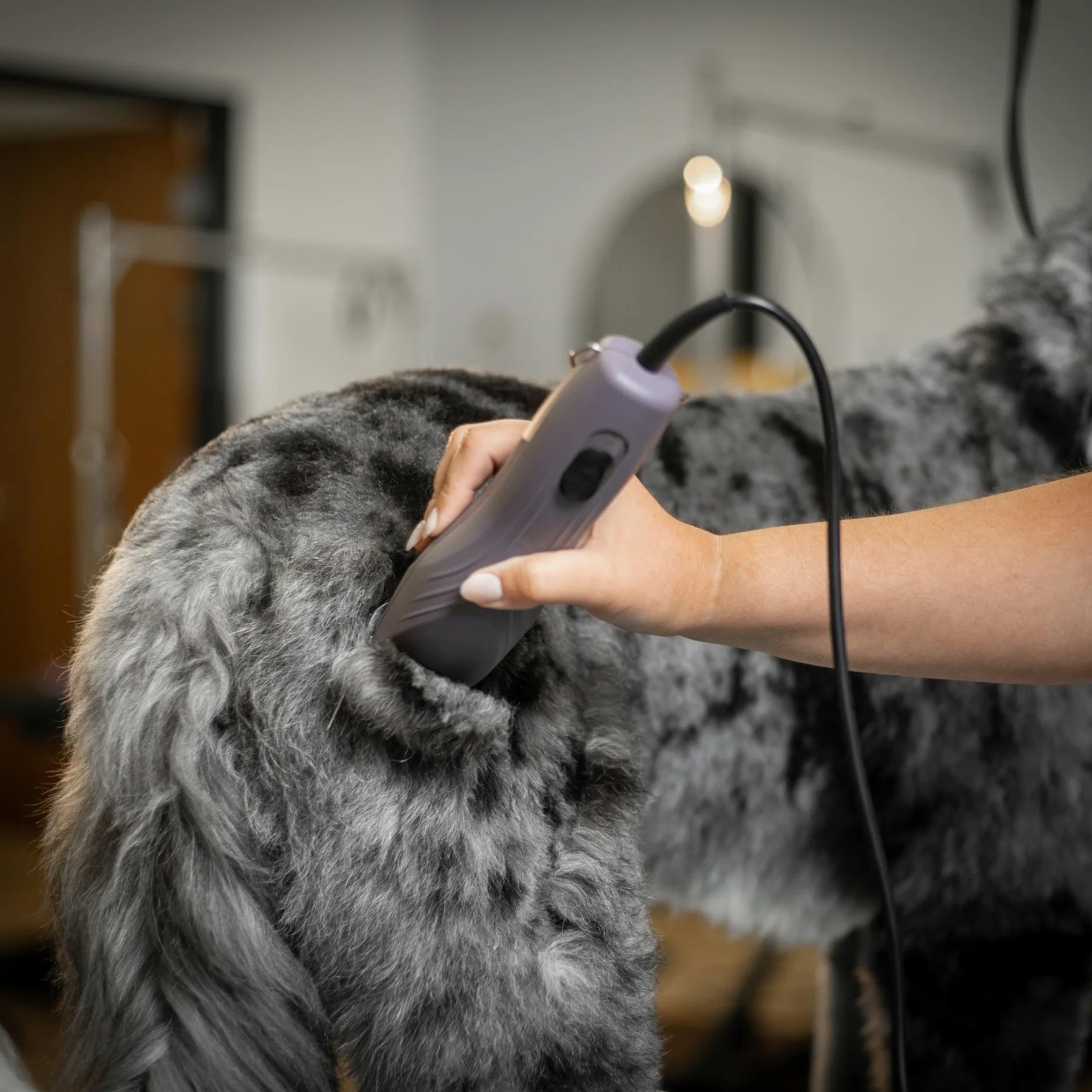 Agrarzone Edition Wahl KM10+ tosatrice professionale per cani e gatti - Silenziosa, Potente, con set di rilievi - Ideale per toelettatori e veterinari