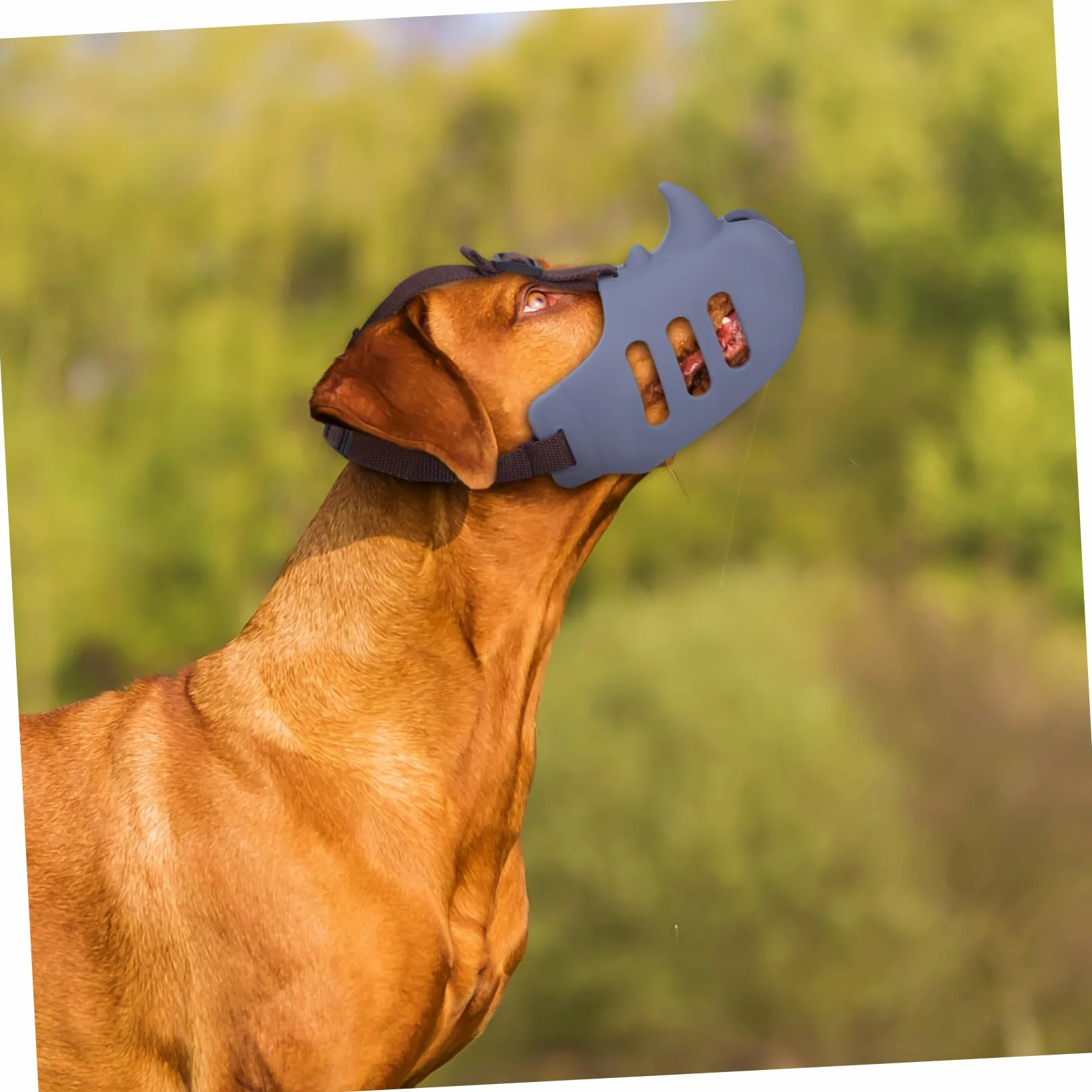 Gatuida 3pezzi Museruola Per Toelettatura Cani Morbida in Silicone Regolabile Per Prevenire Morsi e Proteggere La Bocca Adatta Piccoli Animali e Cani Da Masticare