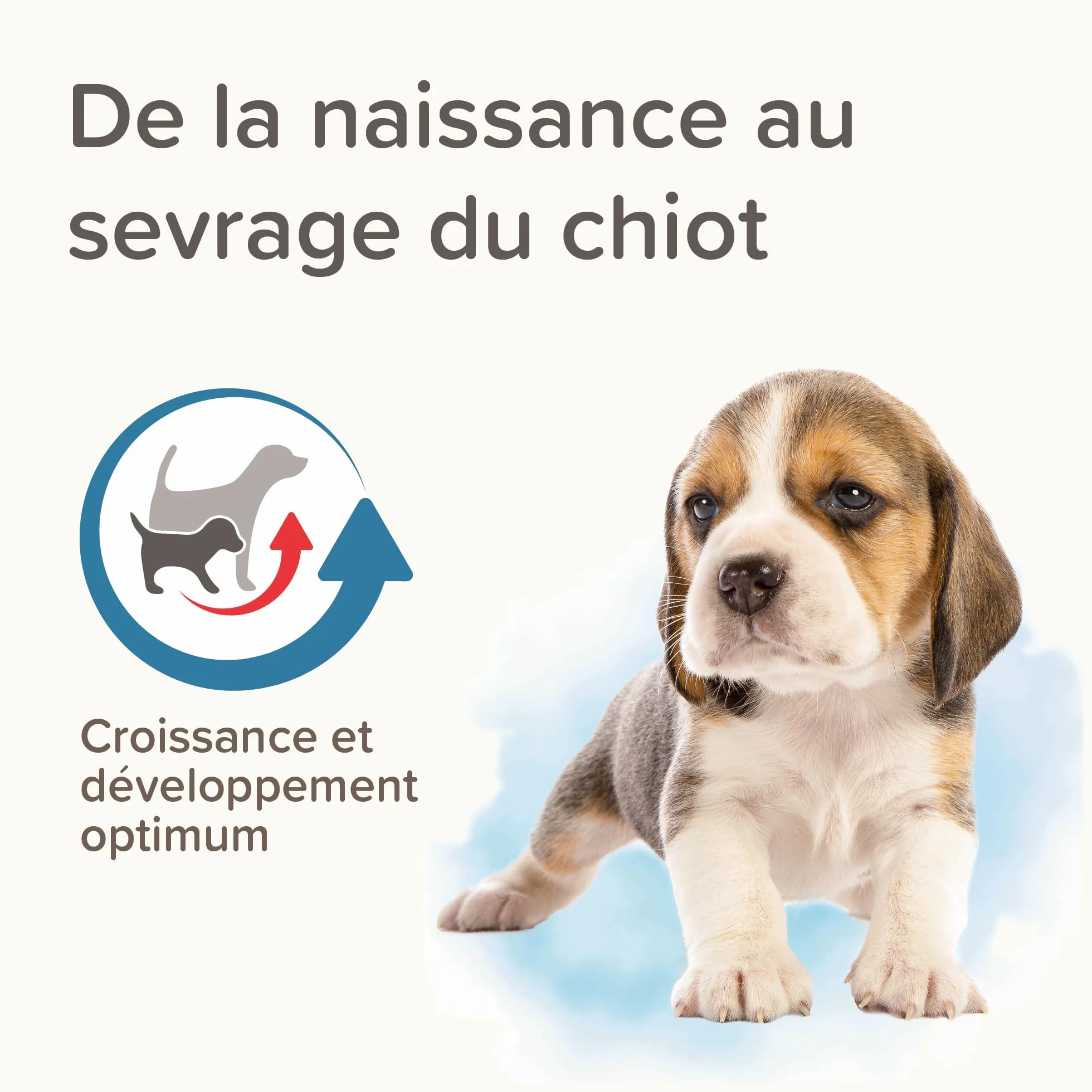 Beaphar Lactol, Latte in polvere per cuccioli, sostituzione del latte materno