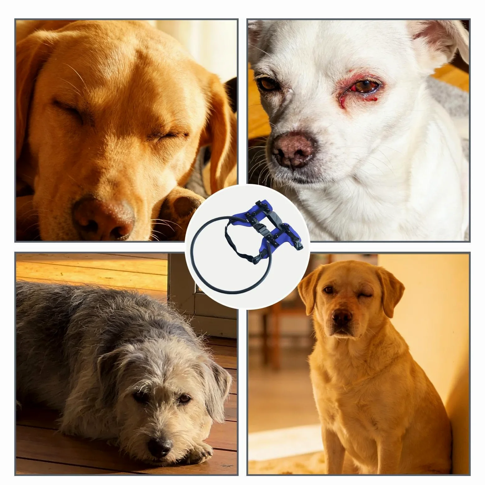 Anello per cani ciechi Pettorina con collare per gatto cieco con strisce | Collare regolabile per animali per orientamento Per passeggiate, viaggi, addestramento, interni, escursioni
