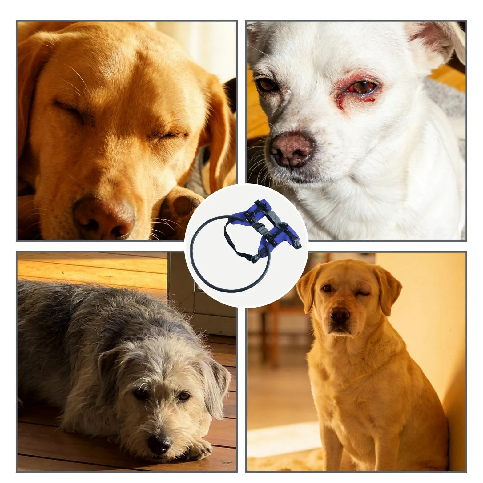 Pettorina Protettiva per Cane Cieco Collare guida con strisce riflettenti | Anello anticollisione per animali domestici per passeggiate, viaggi, addestramento, uso indoor/outd